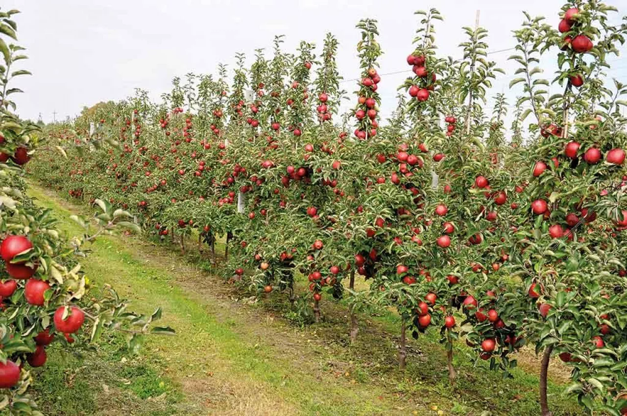 Odmiana Red Jonaprince