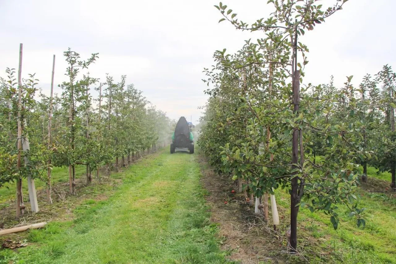 Opryskiwacz w sadzie - zabiegi ochrony
