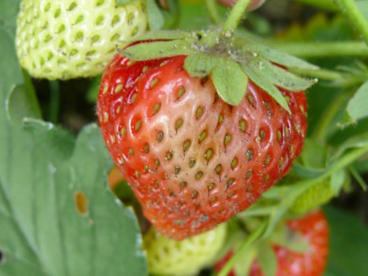 Truskawka szara pleńń