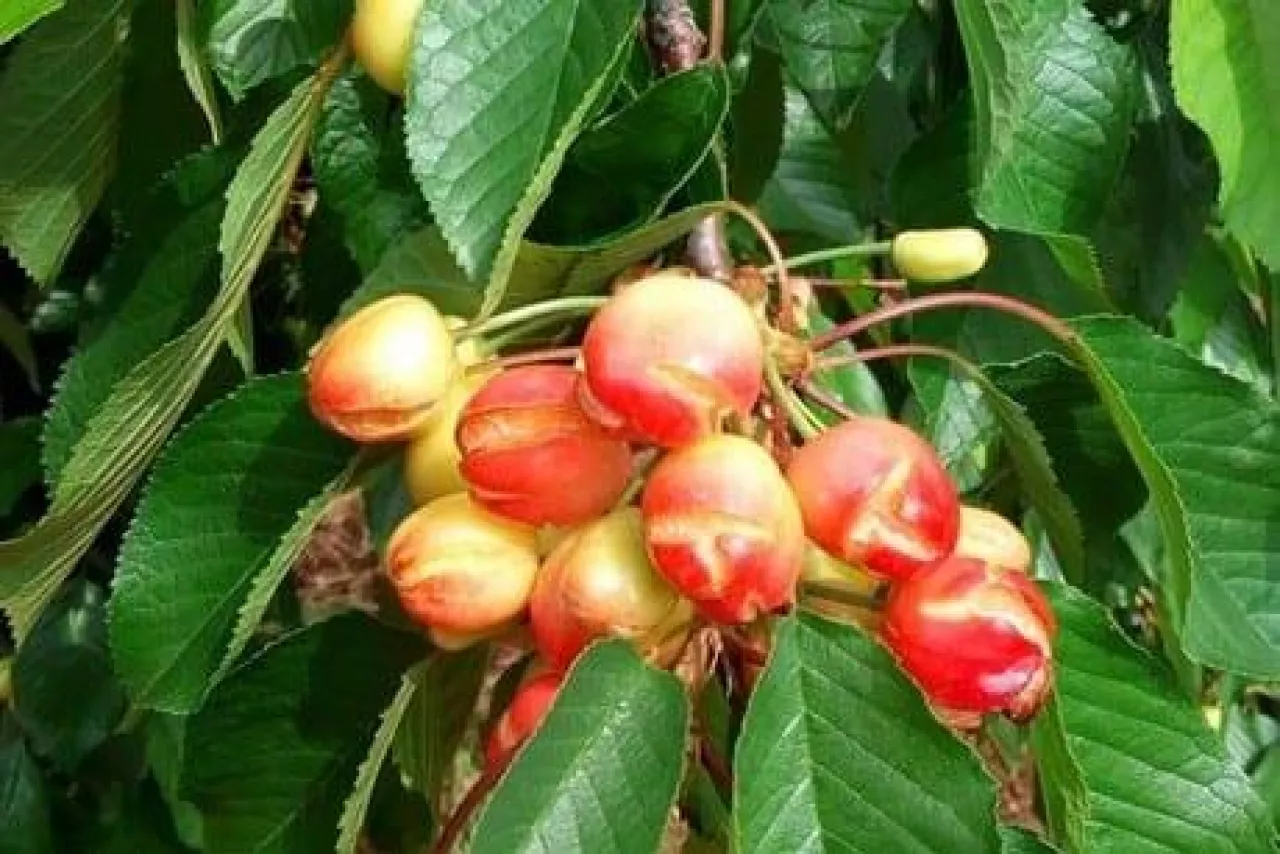 Kolejna klęska we Włoszech