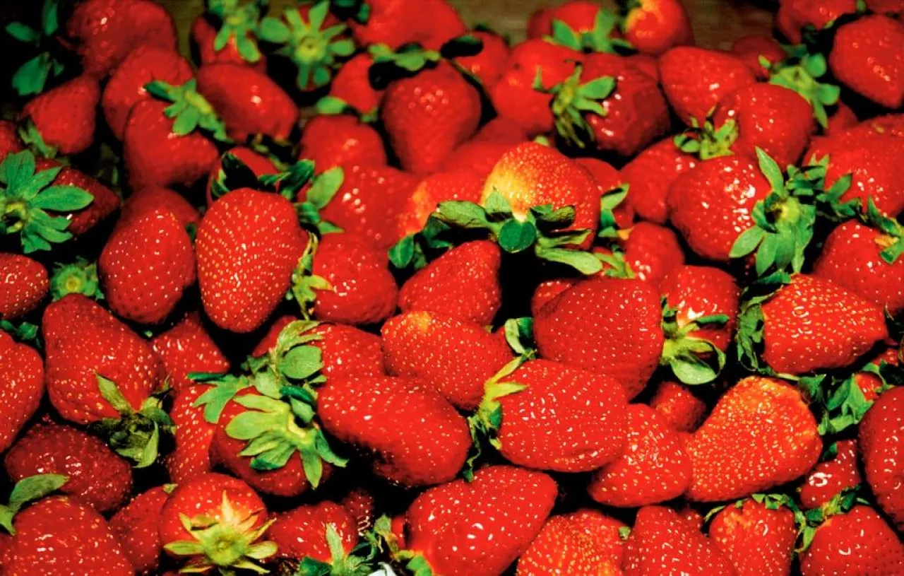 Imacon Color Scanner