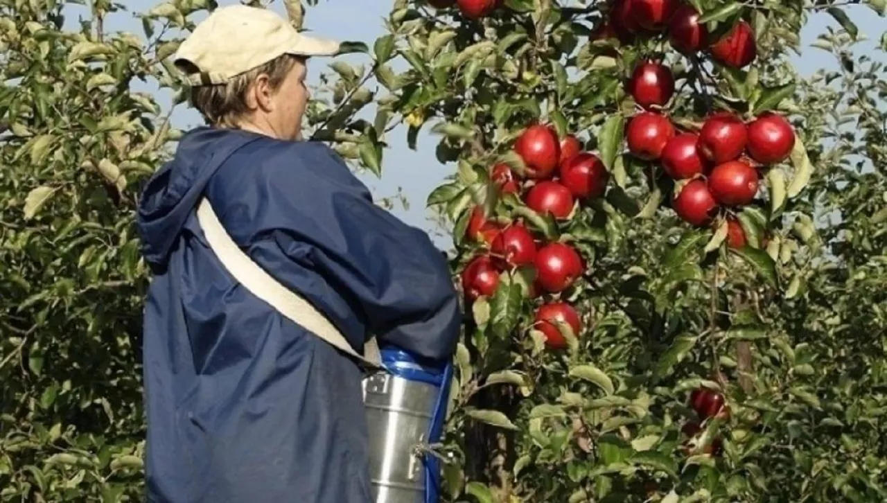 Zbiory w sadzie - pomoc przy zbiorach