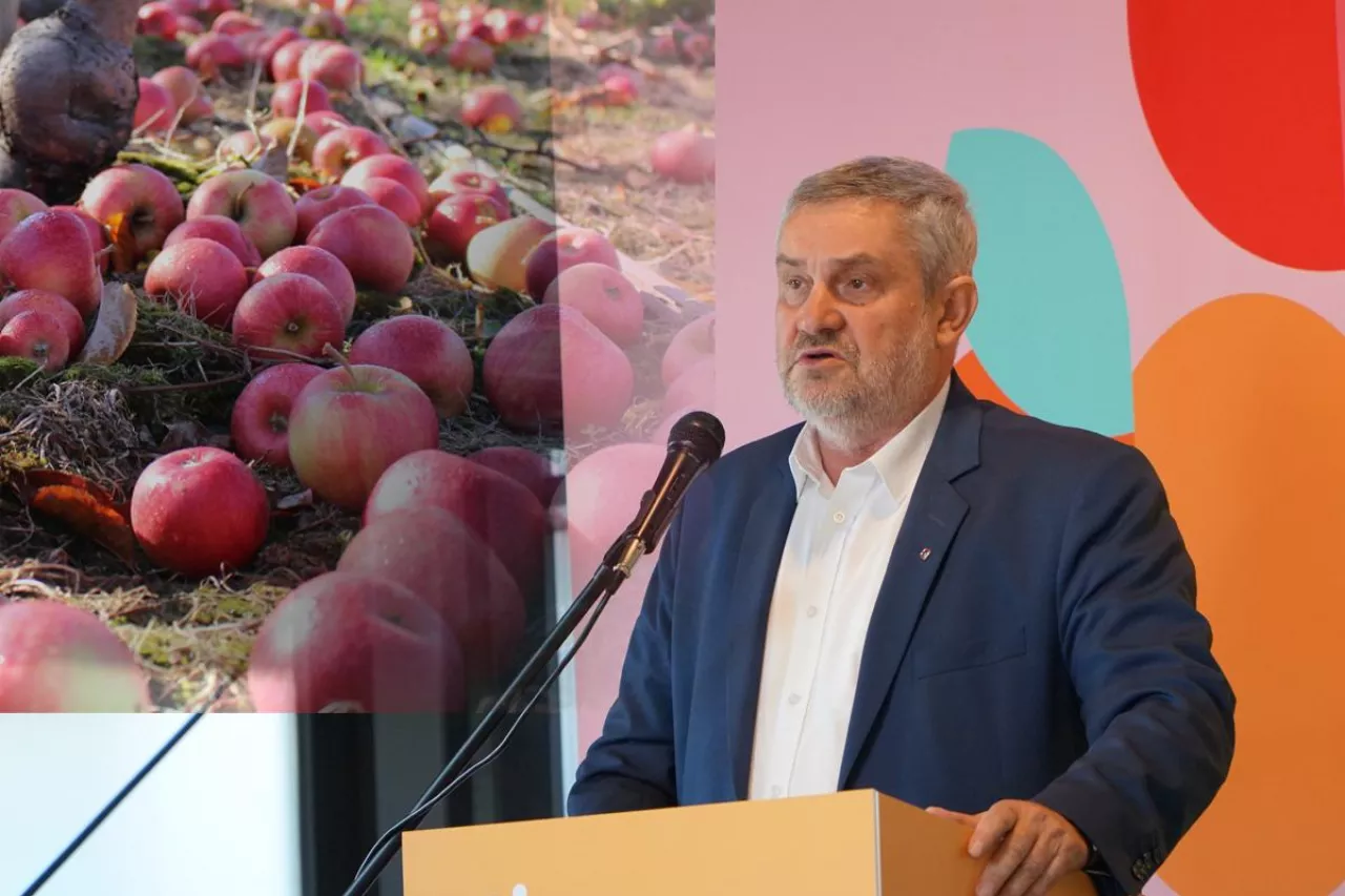 jabłka przemysłowe