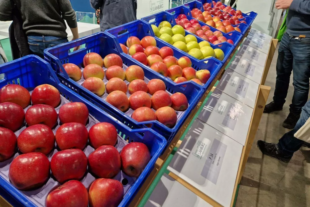 przegląd odmian jabłek na iterpoma 2024