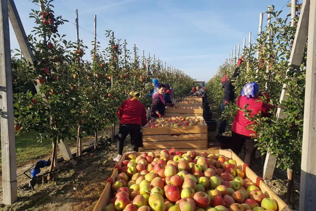 zbiory jabłek w sad rokicki