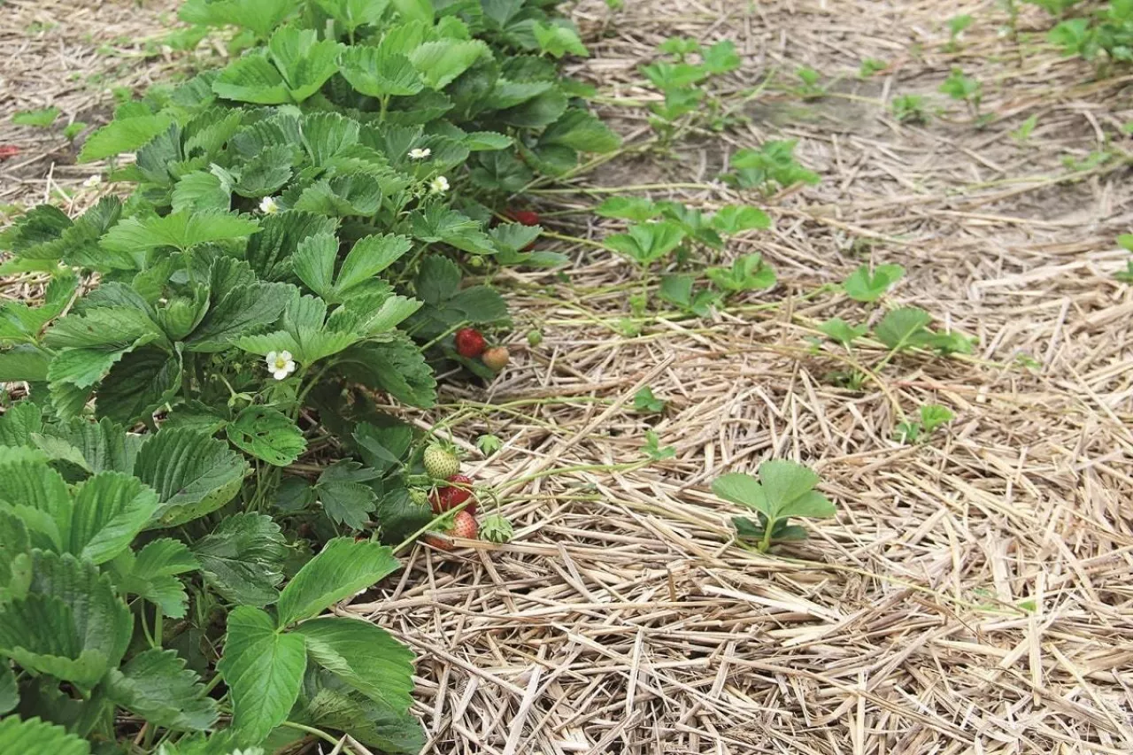 Ściółka ze słomy w truskawce