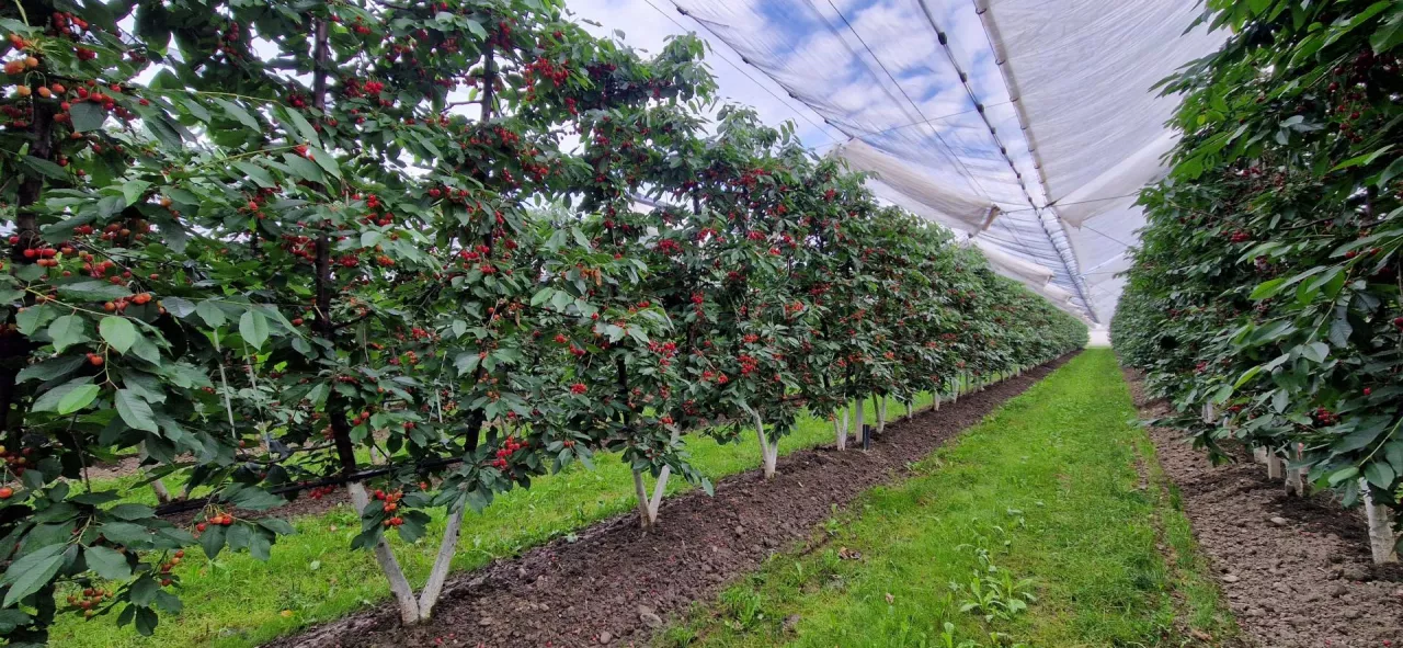 czereśnie na bibaum