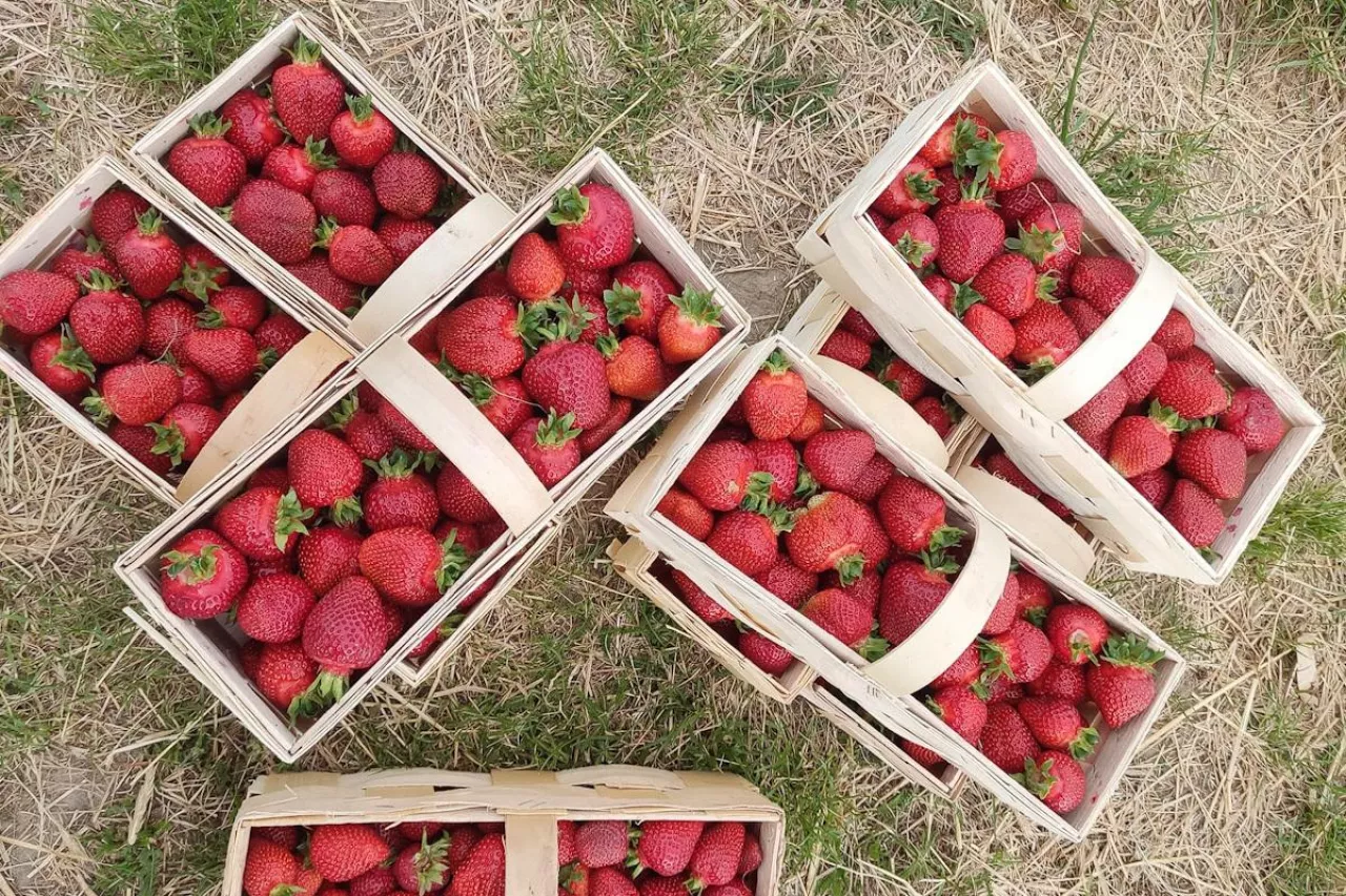 zbiory truskawek