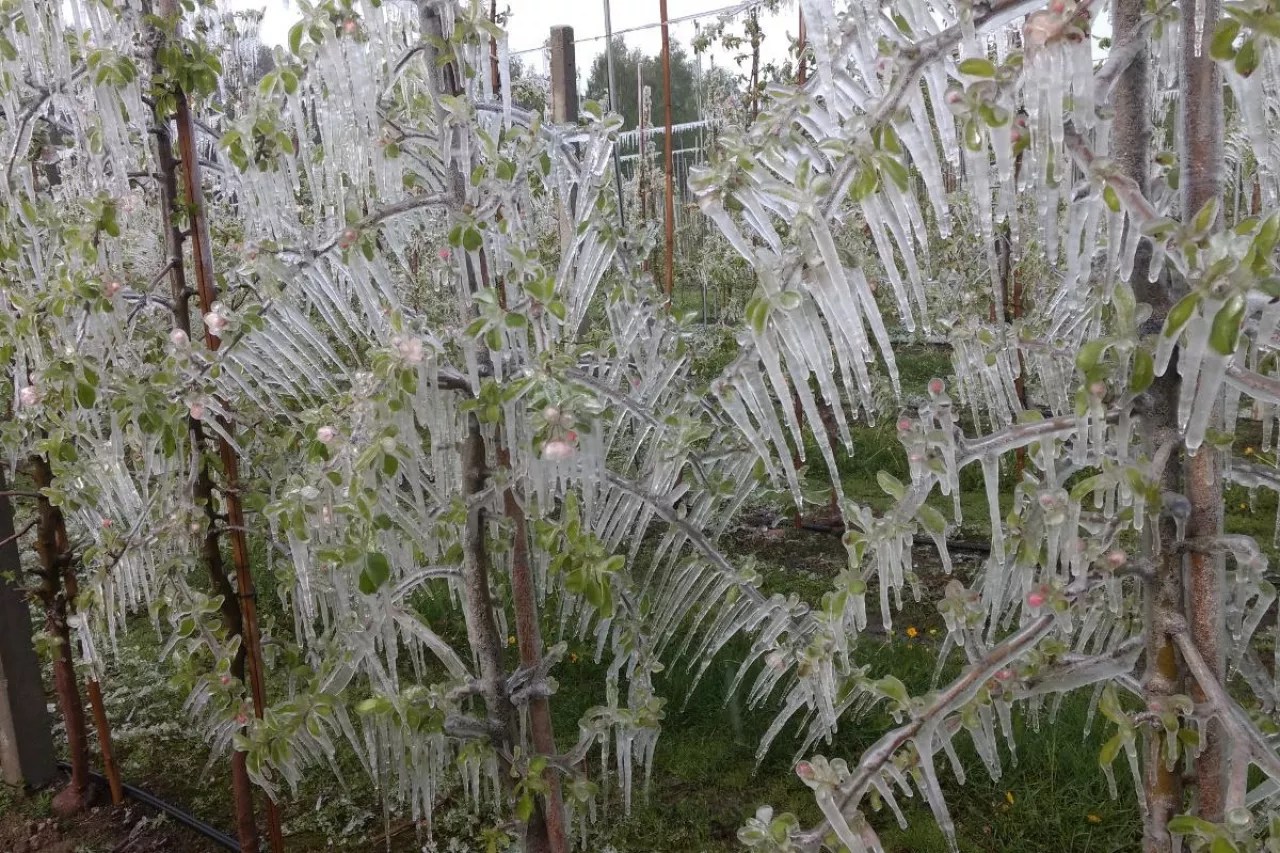 przymrozki w sadach 2024