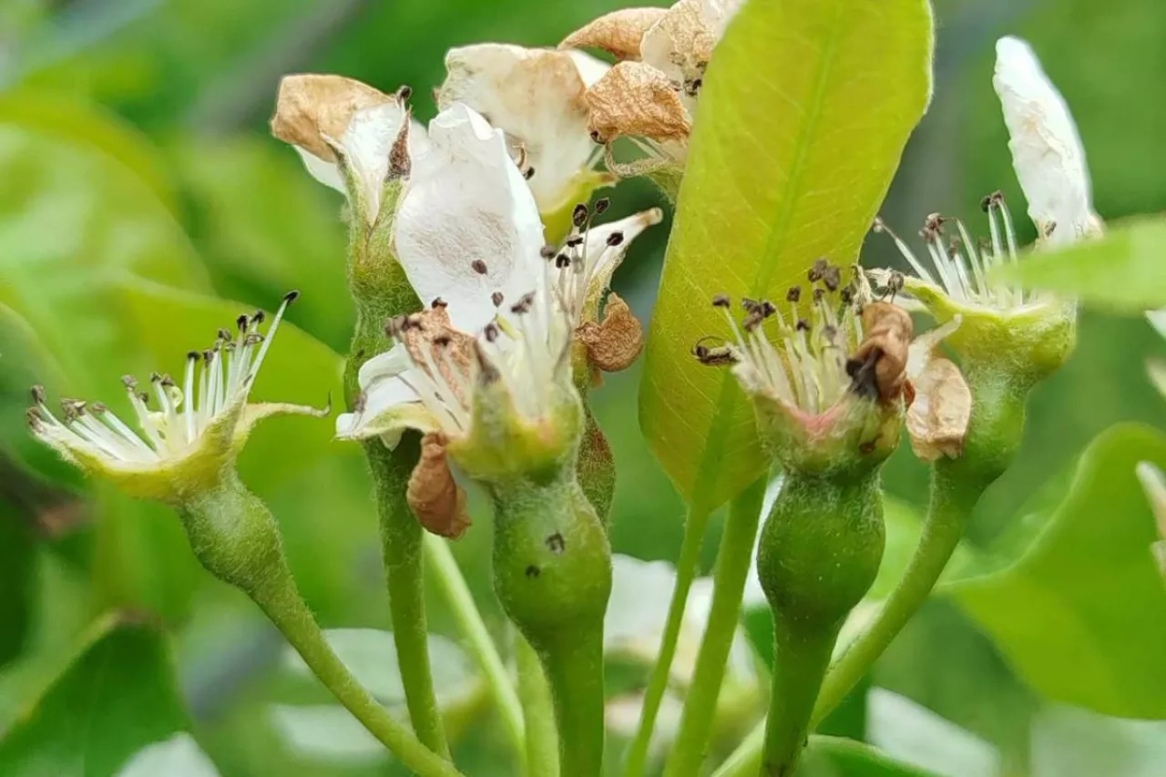 gradobicie 16 kwietnia 2024