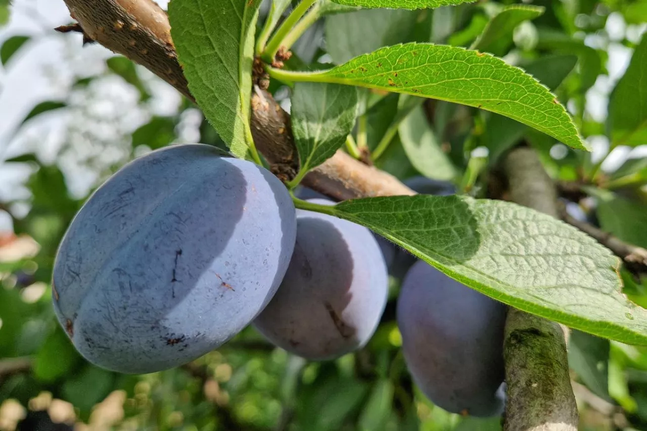 Owoce odmiany Kalipso