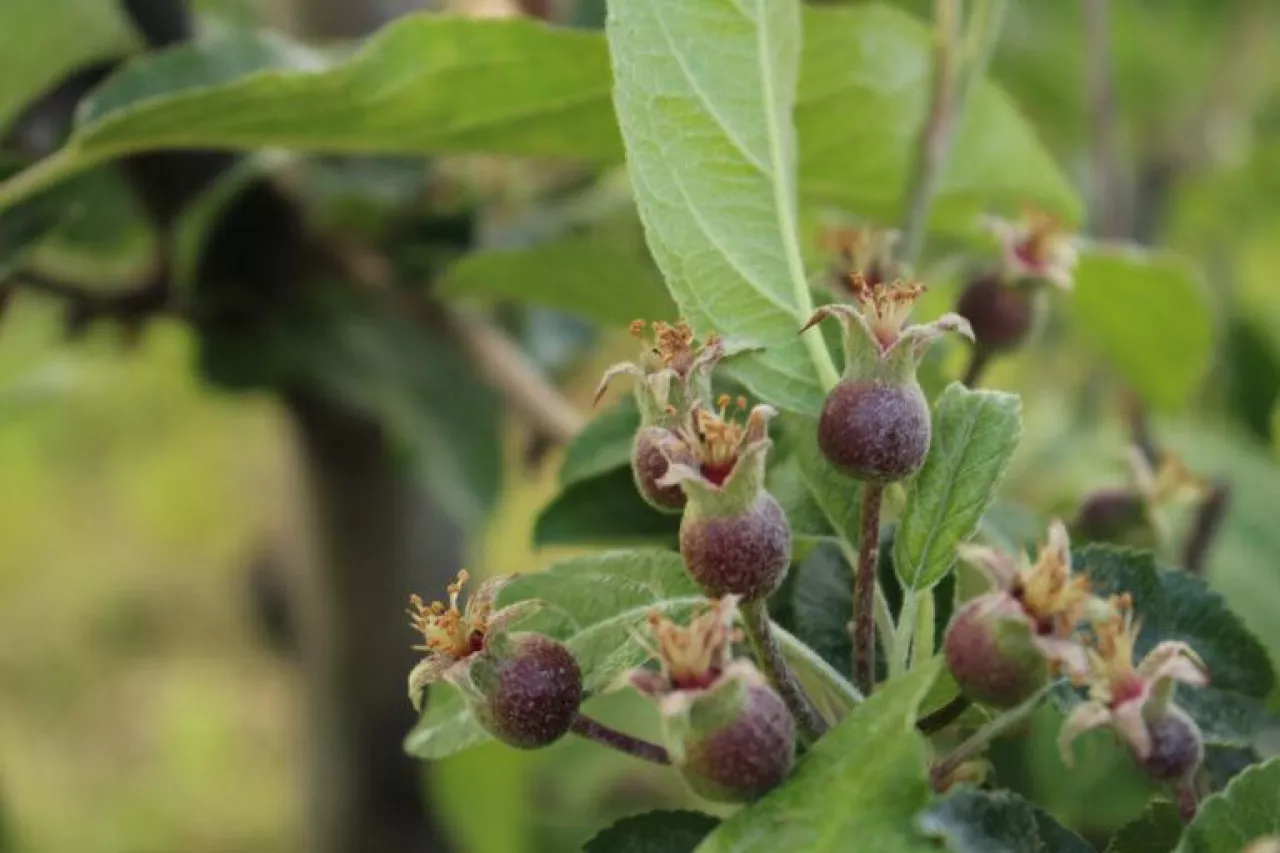 Ligol - Skuteczna regulacja wzrostu i owocowania, po zastosowaniu programu Corto.