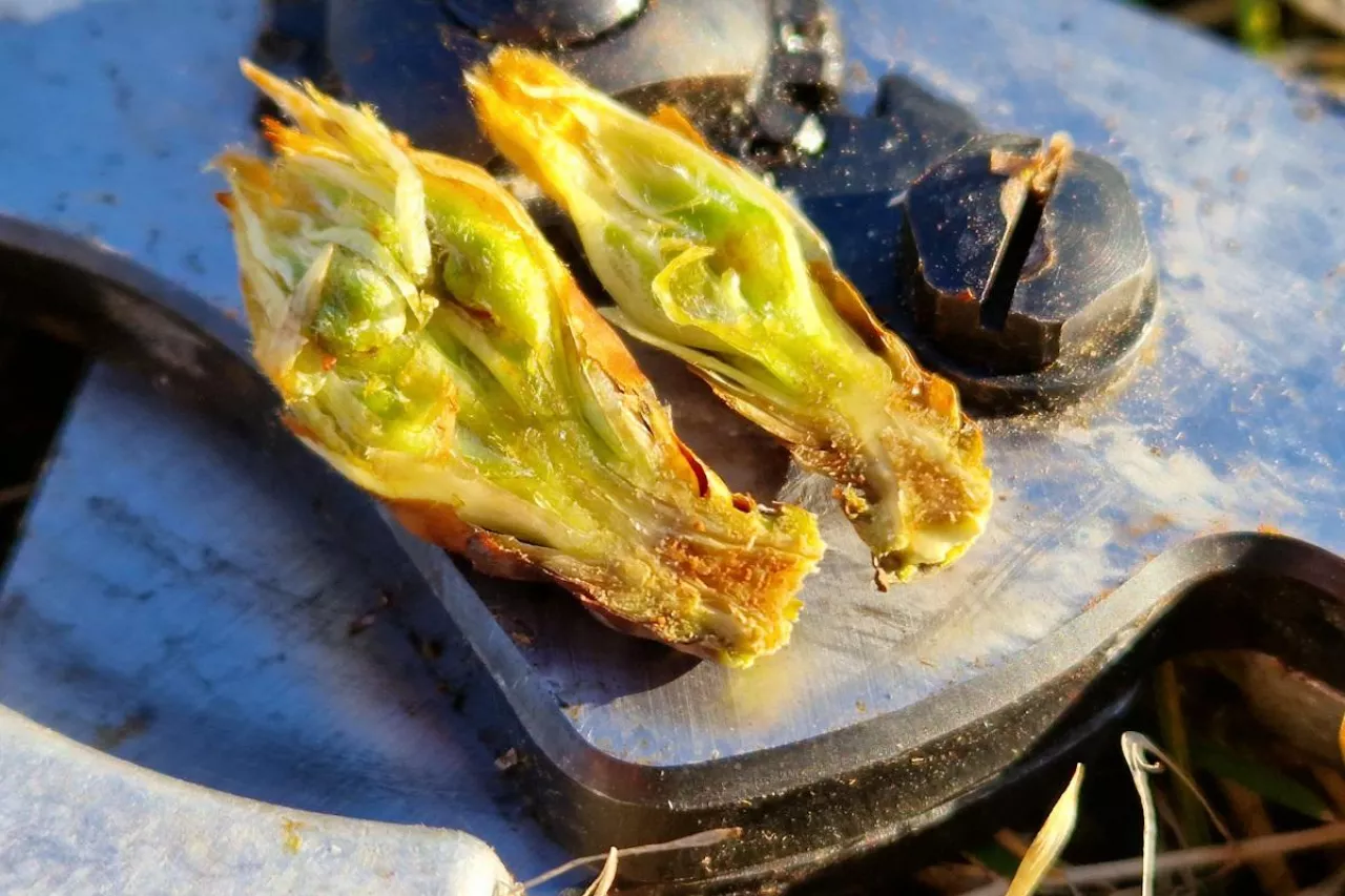 Pąki gruszy. Odmiana Konferencja - 30.03.2022