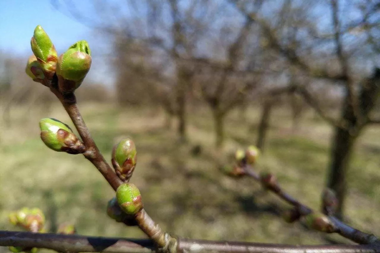 przymrozki wiosenne 2020