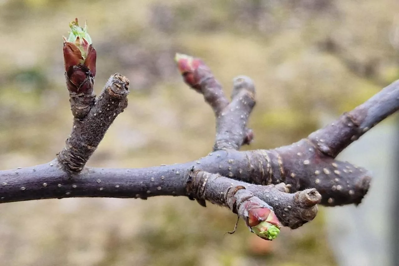 komunikat sadowniczy 2023