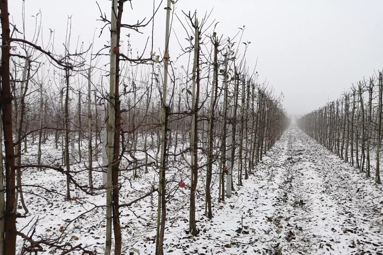 gospodarstwo sadownicze na sprzedaż