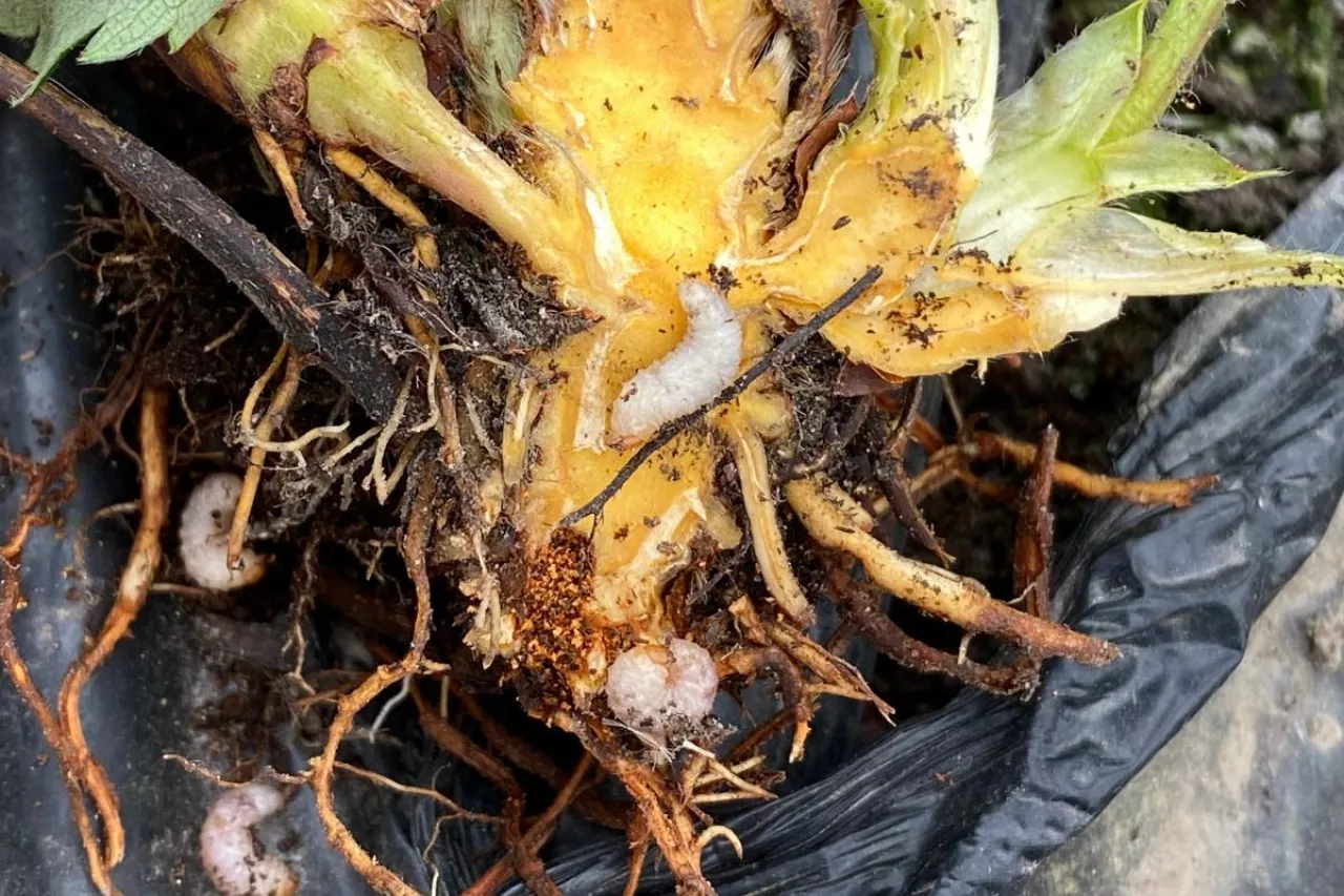 Larwy opuchlaka truskawkowca żerujące na szyjce korzeniowej odm. Twist (rejon Czerwińska nad Wisłą)