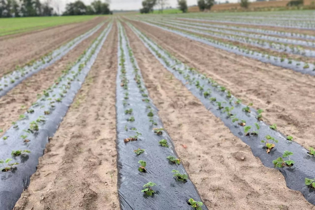 W takie technologii łatwo się pozbyć rozłogów stosując herbicyd bezpozostałościowy Beloukha 680 EC