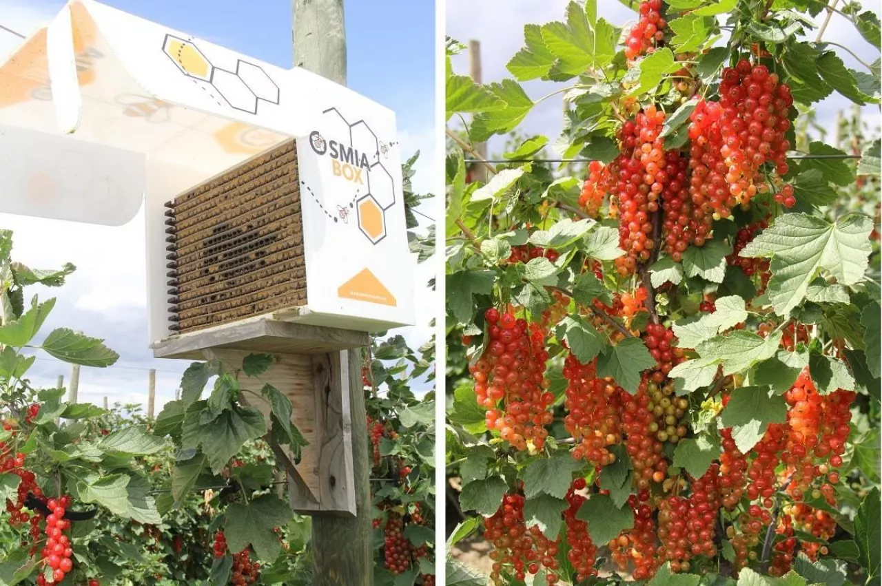 Ule - OsmiaBox - Porzeczkowa Demo Farma na Lubelszczyźnie