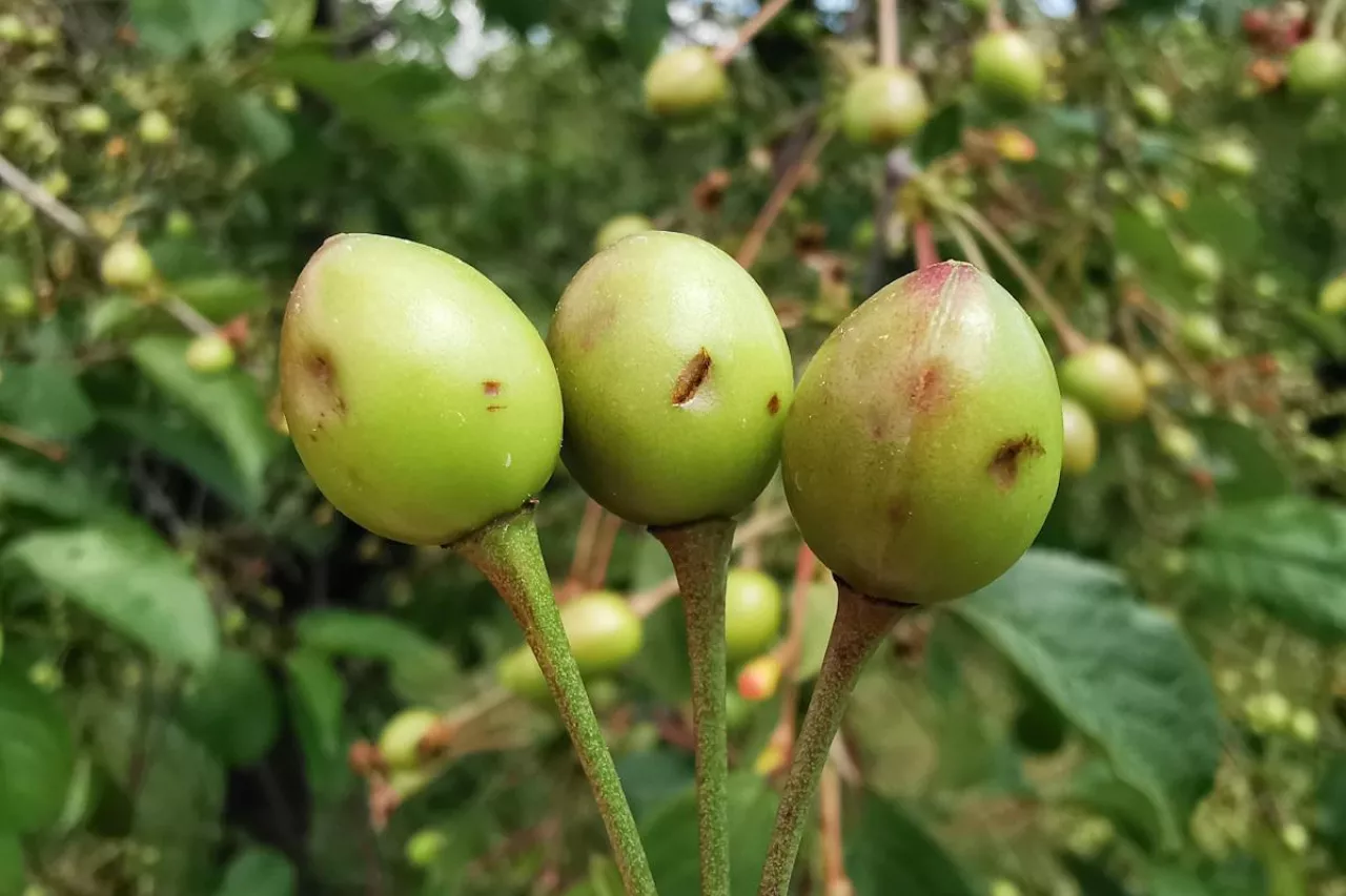 uszkodzenia po gradzie