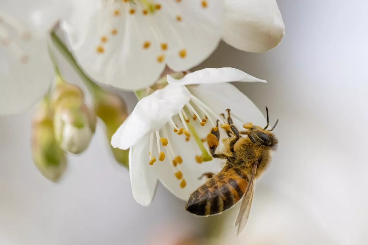 a honey bee collects the nectar of white cherry blossoms in spring