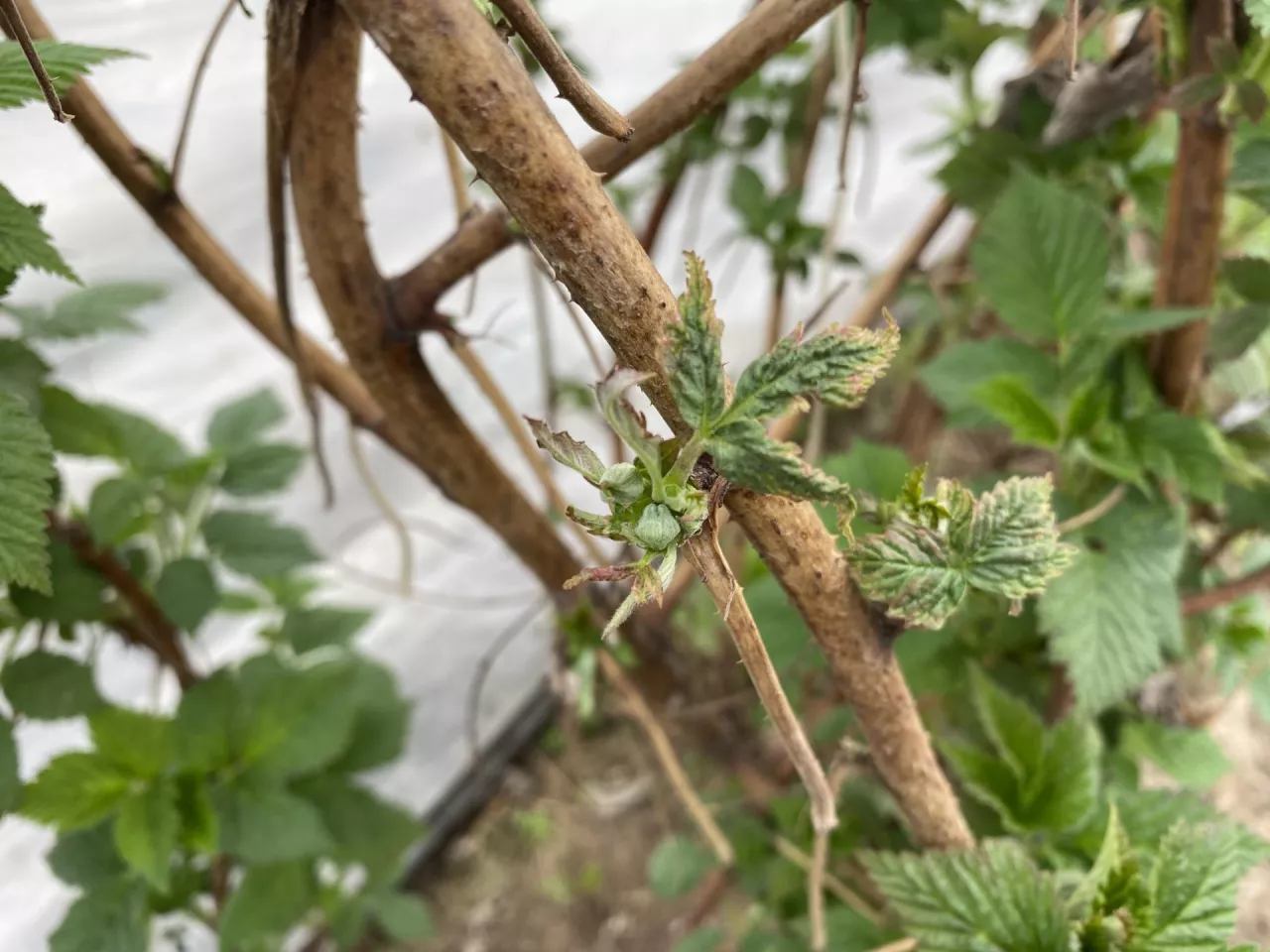 Efekt uszkodzenia przypąkowego przez przymrozki i silnego przechłodzenia