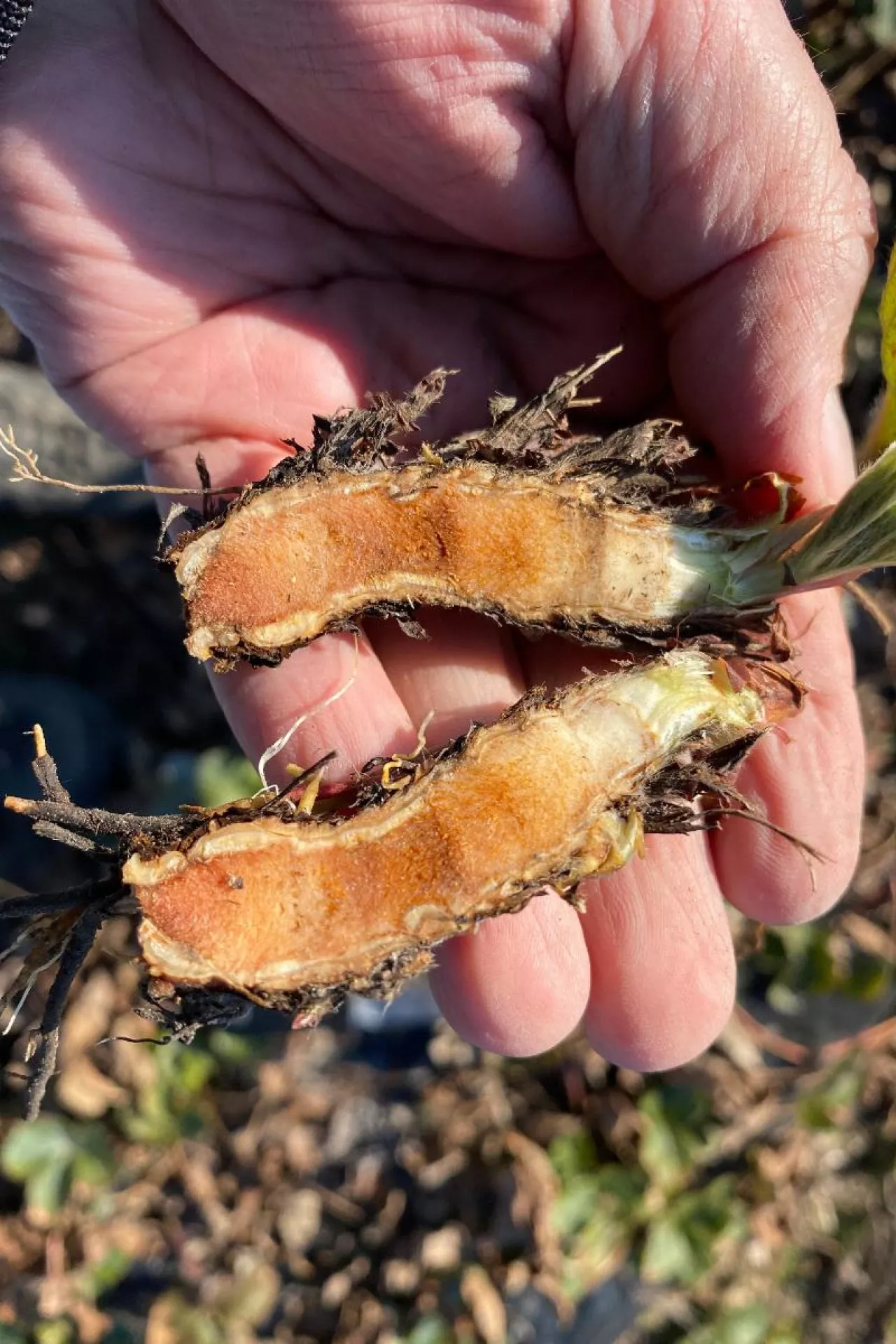 fot. 3. Odmiana Rumba zimująca bez okrywy ale wprowadzona odpowiednio wcześnie w stan uśpienia