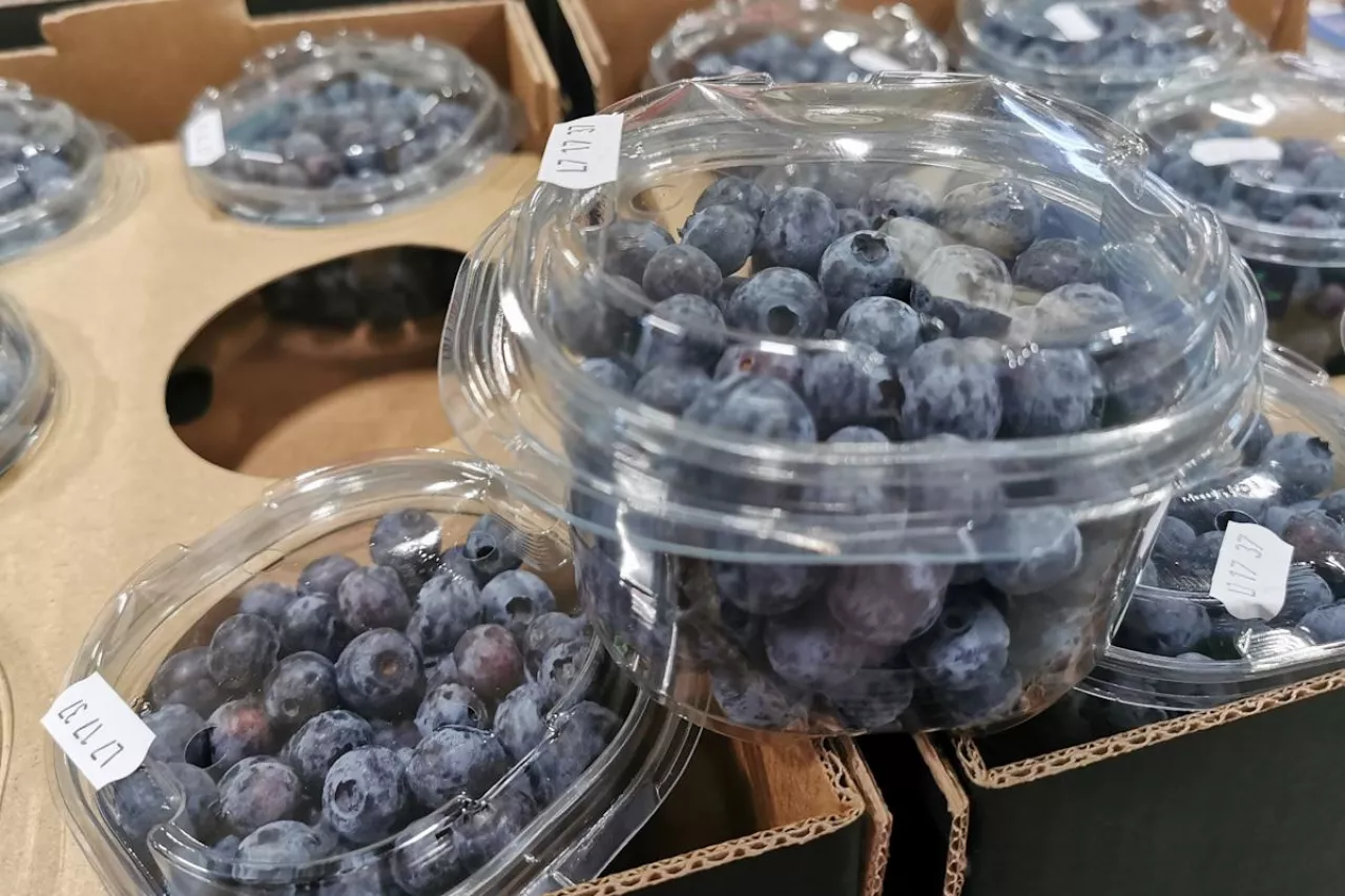 borówki amerykańskie