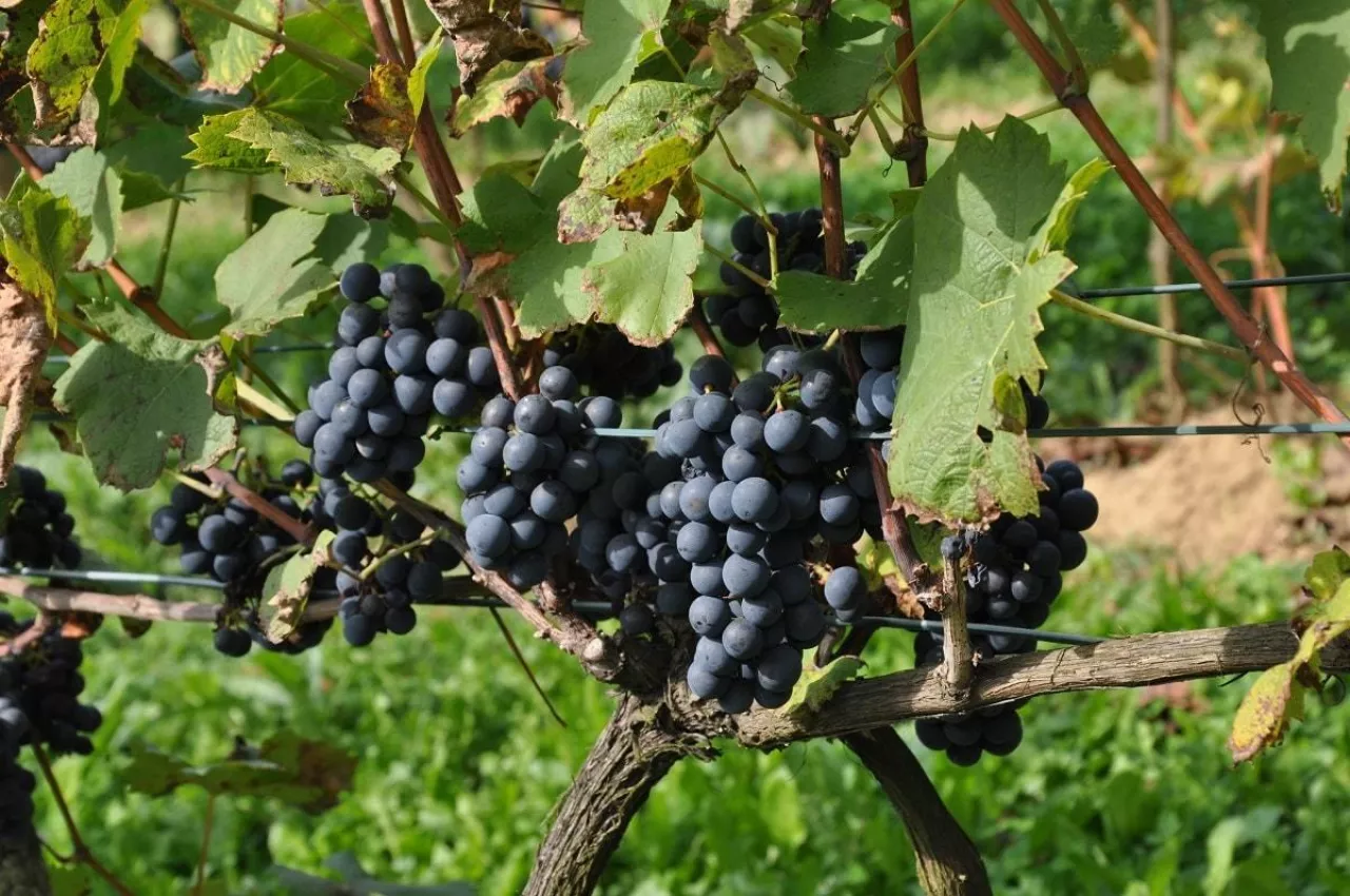 Uprawa winorośli - winoogrodnictwo