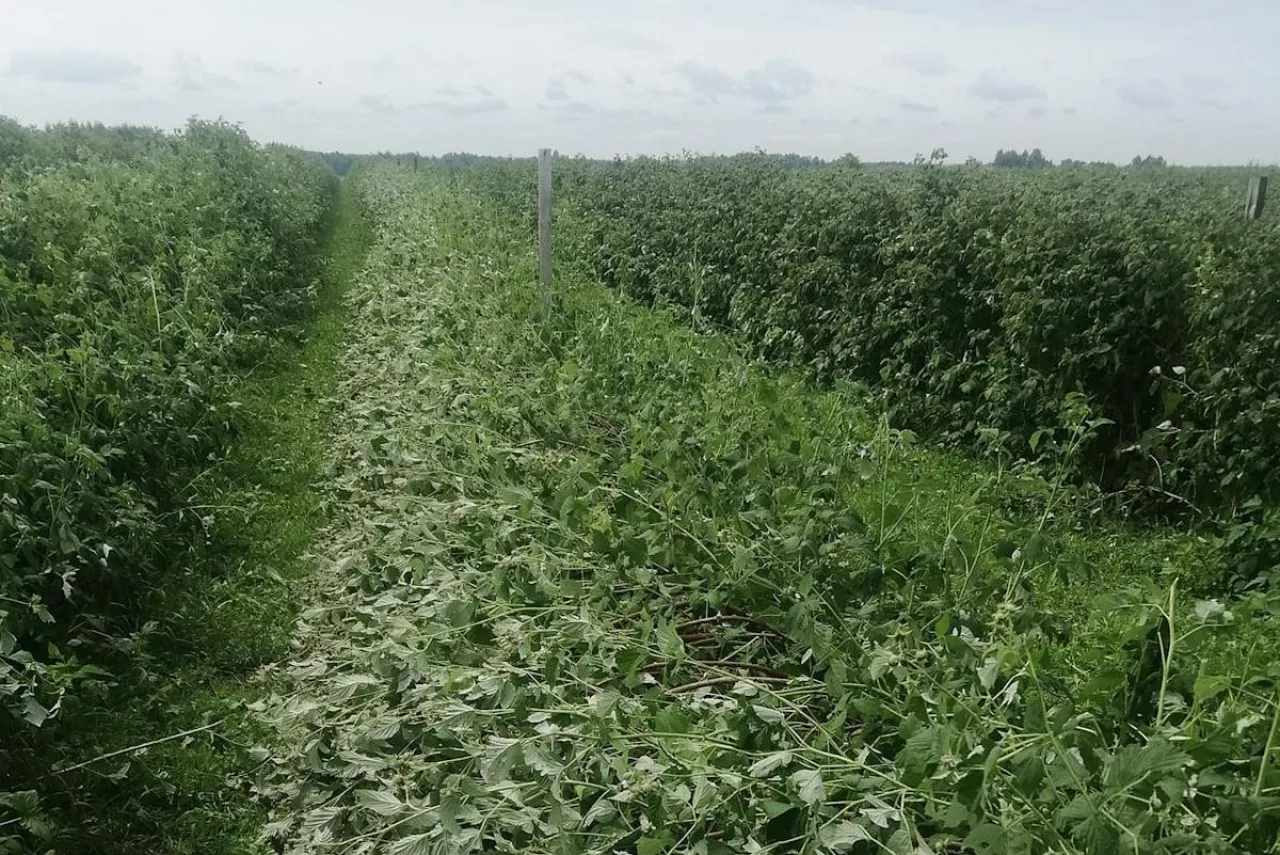 gradobicia w Lubelskim