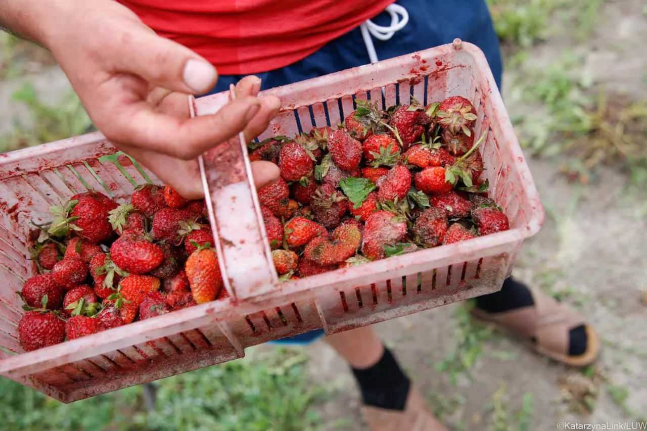 gradobicia w Lubelskim