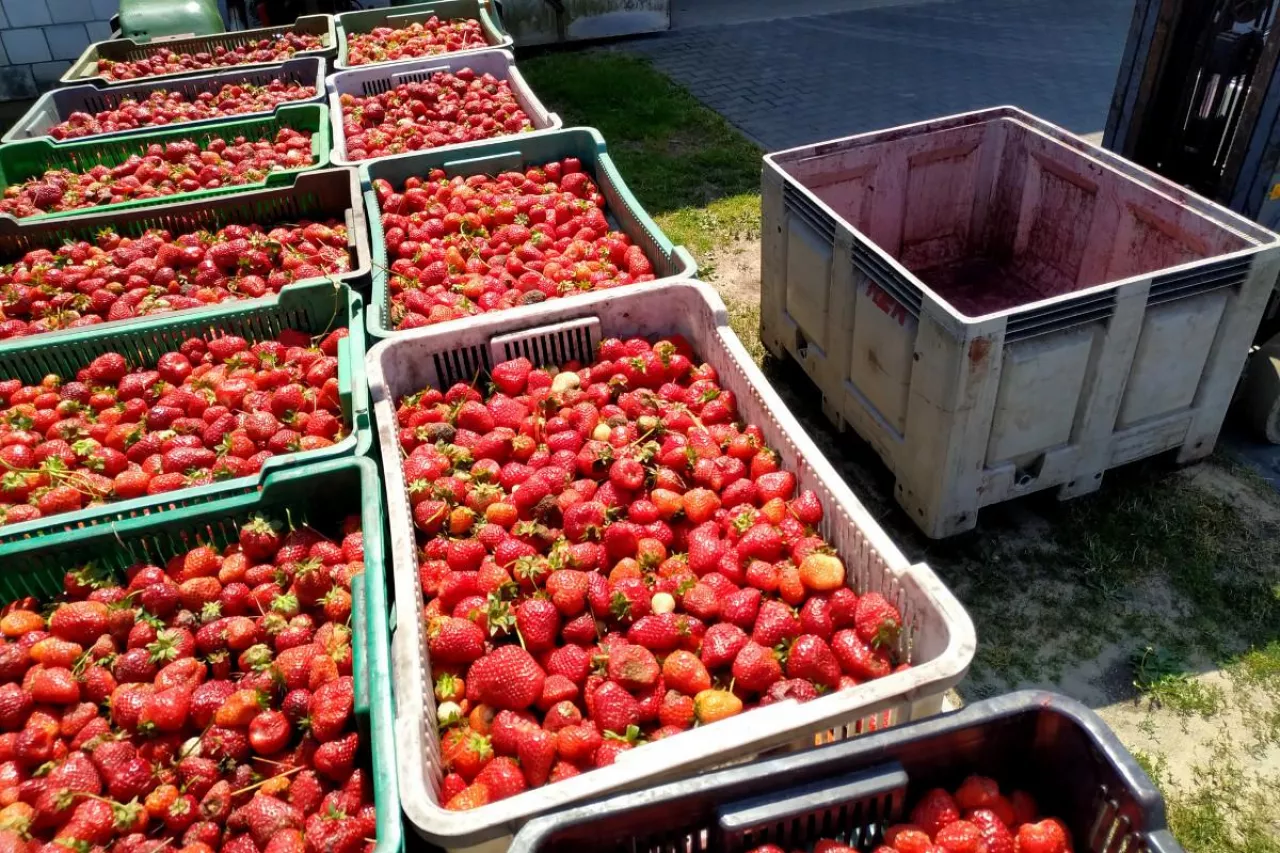 minimalne ceny owoców