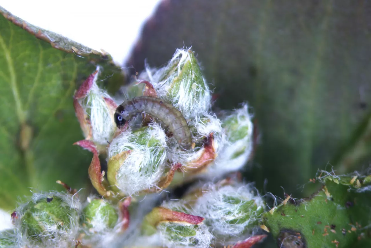 Omacnica jarzębianka