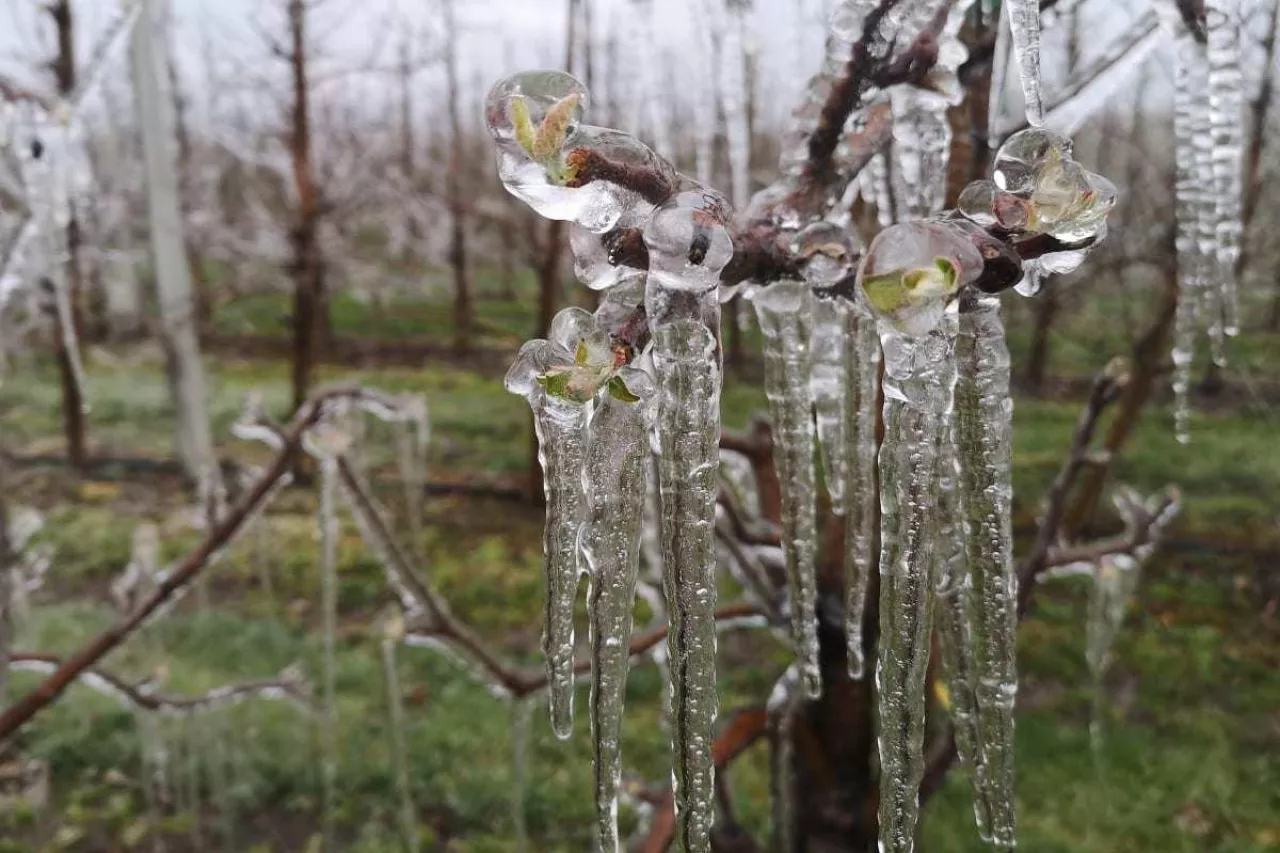 przymrozki we włoszech