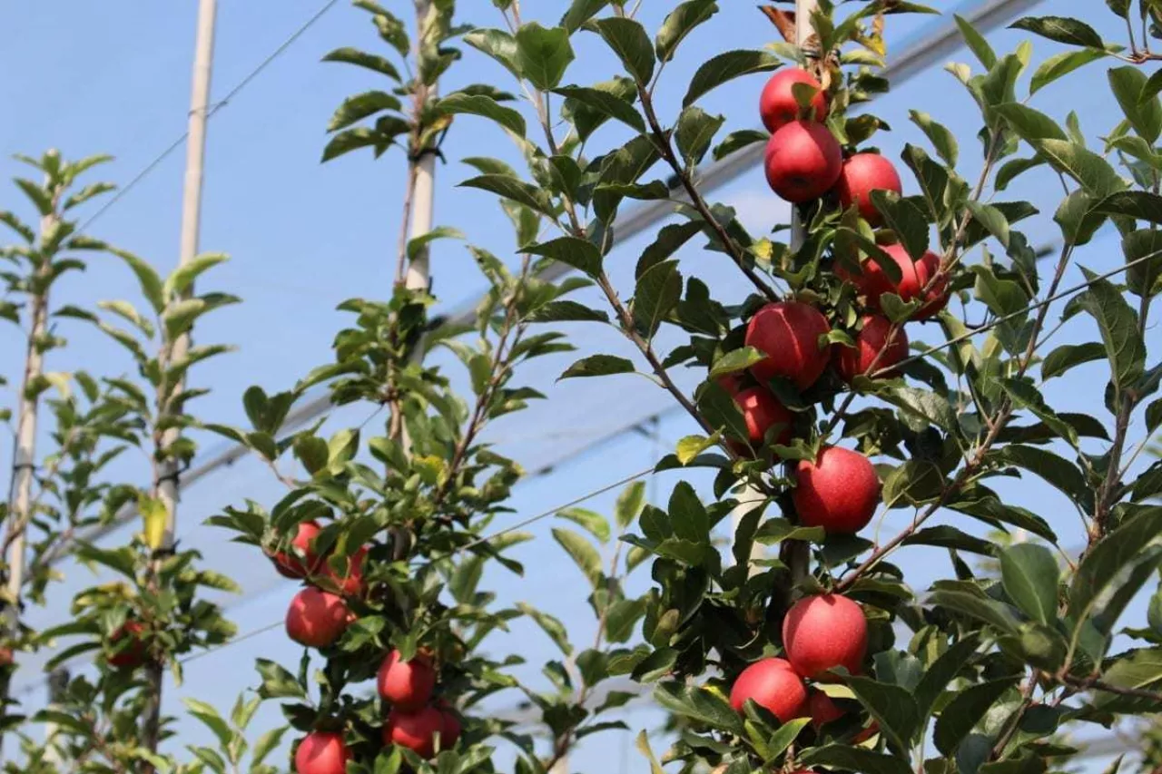 zagrożenie rozwój sadownictwa na wschodzie