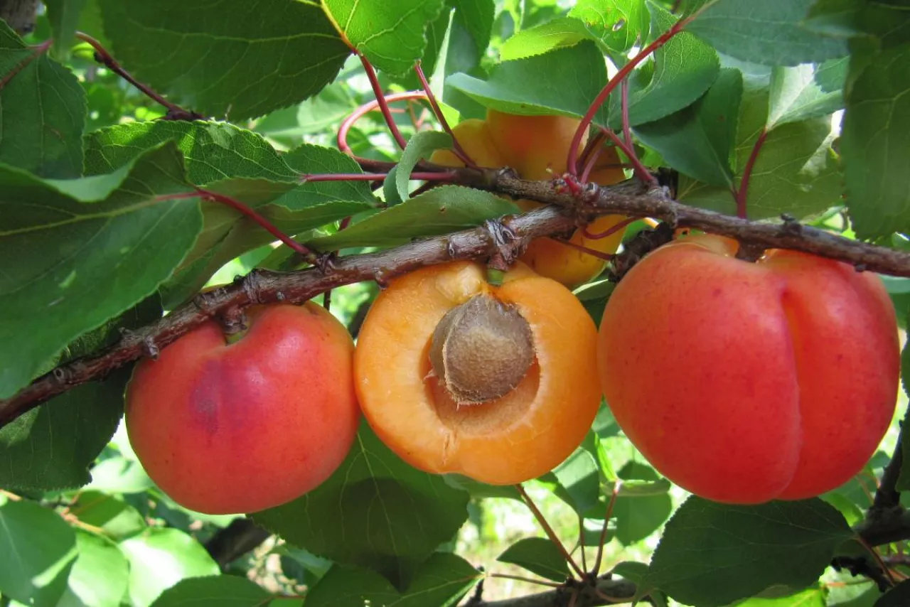 Bella odmiana moreli