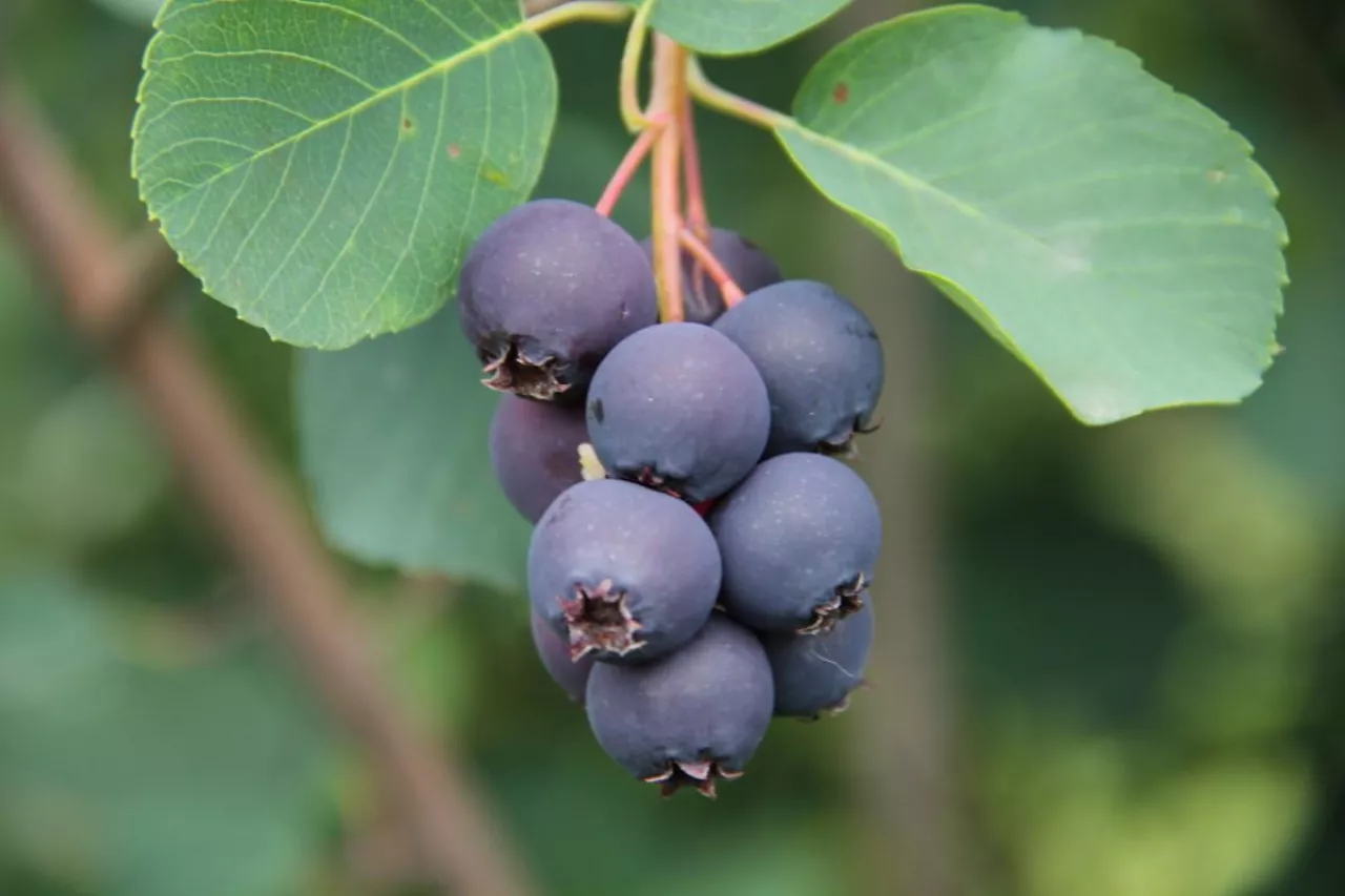 Fot.1 Owoce świdośliwy ‘Amela‘ grona na krzewie