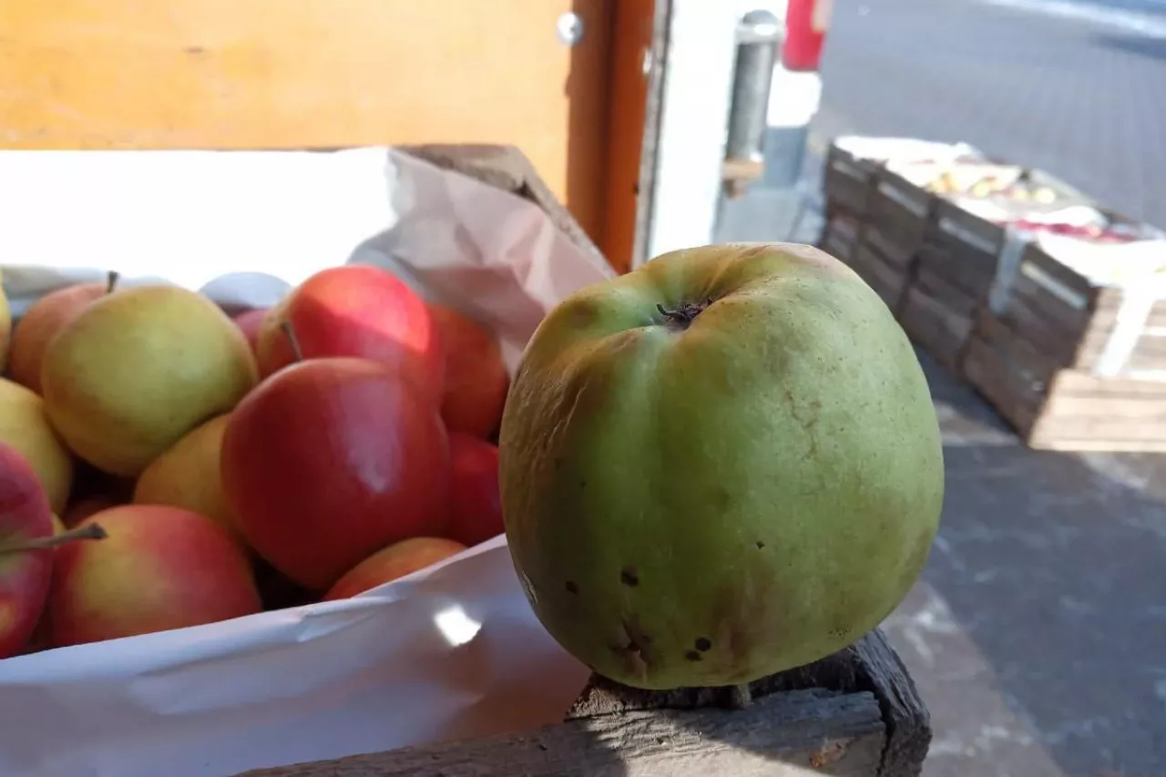 przemarzniete jabłka