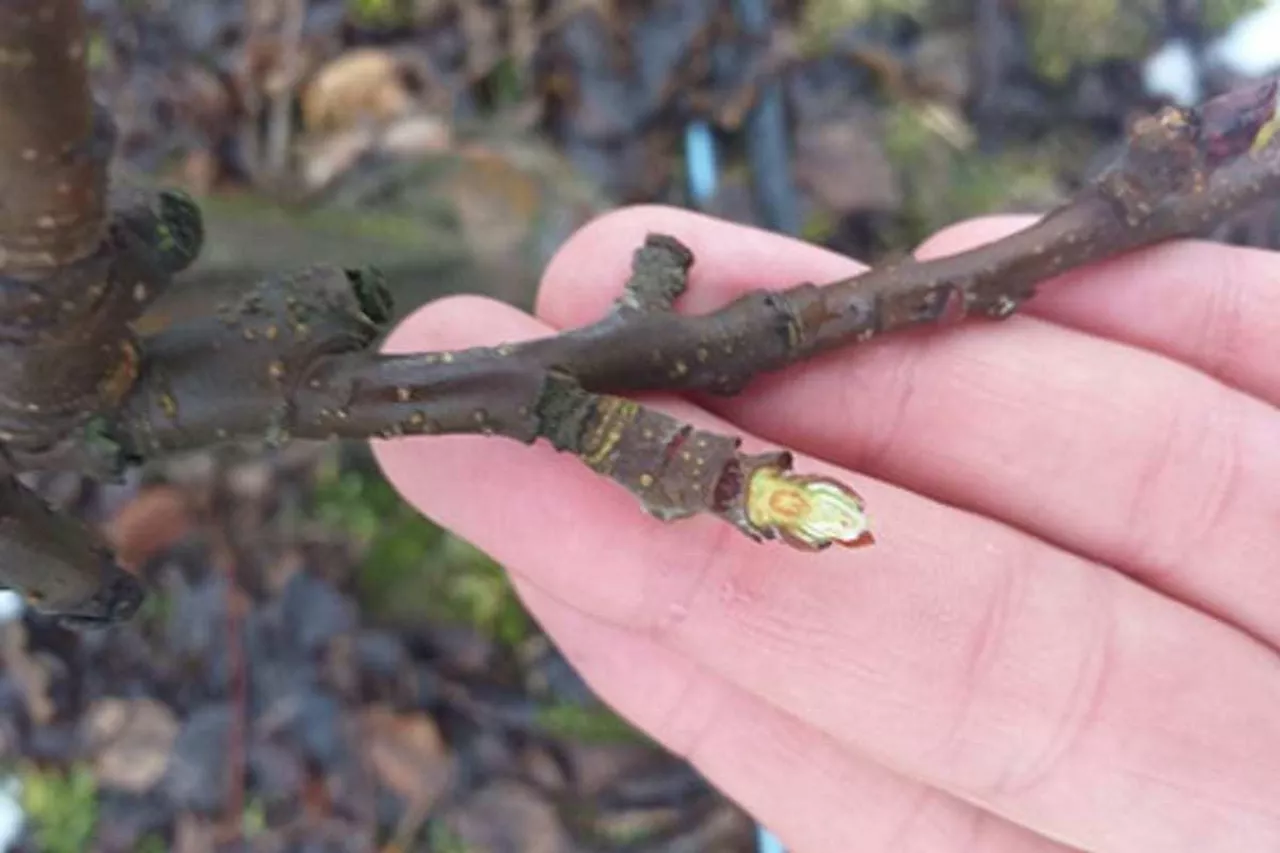 przemarznięcia jabłoni po mrozach 2021