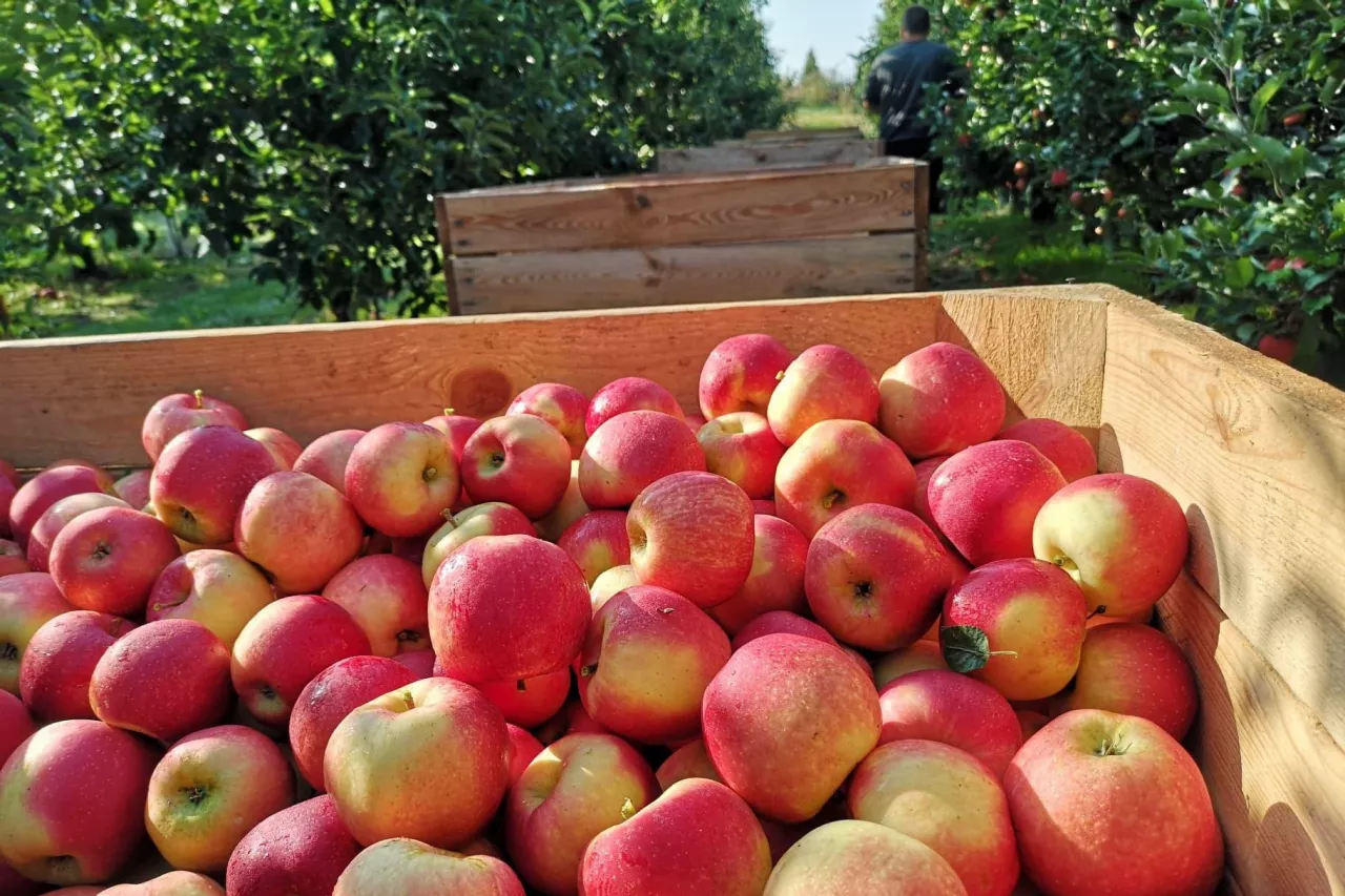 prognoza pogody na zbiory