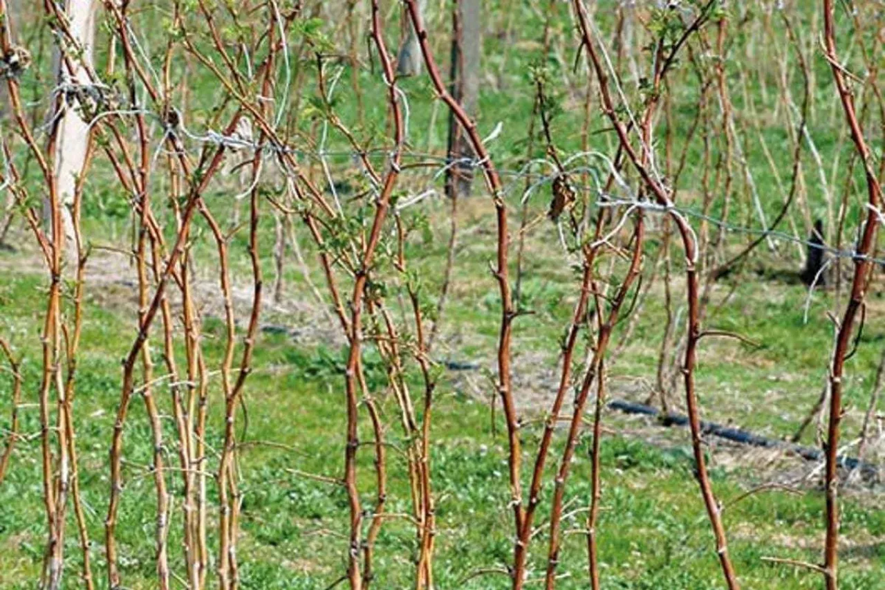 nawożenie malin na wiosnę