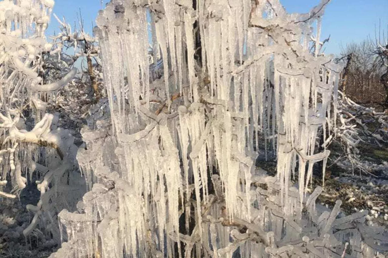 ochrona sadu przed przymrozkami 2020