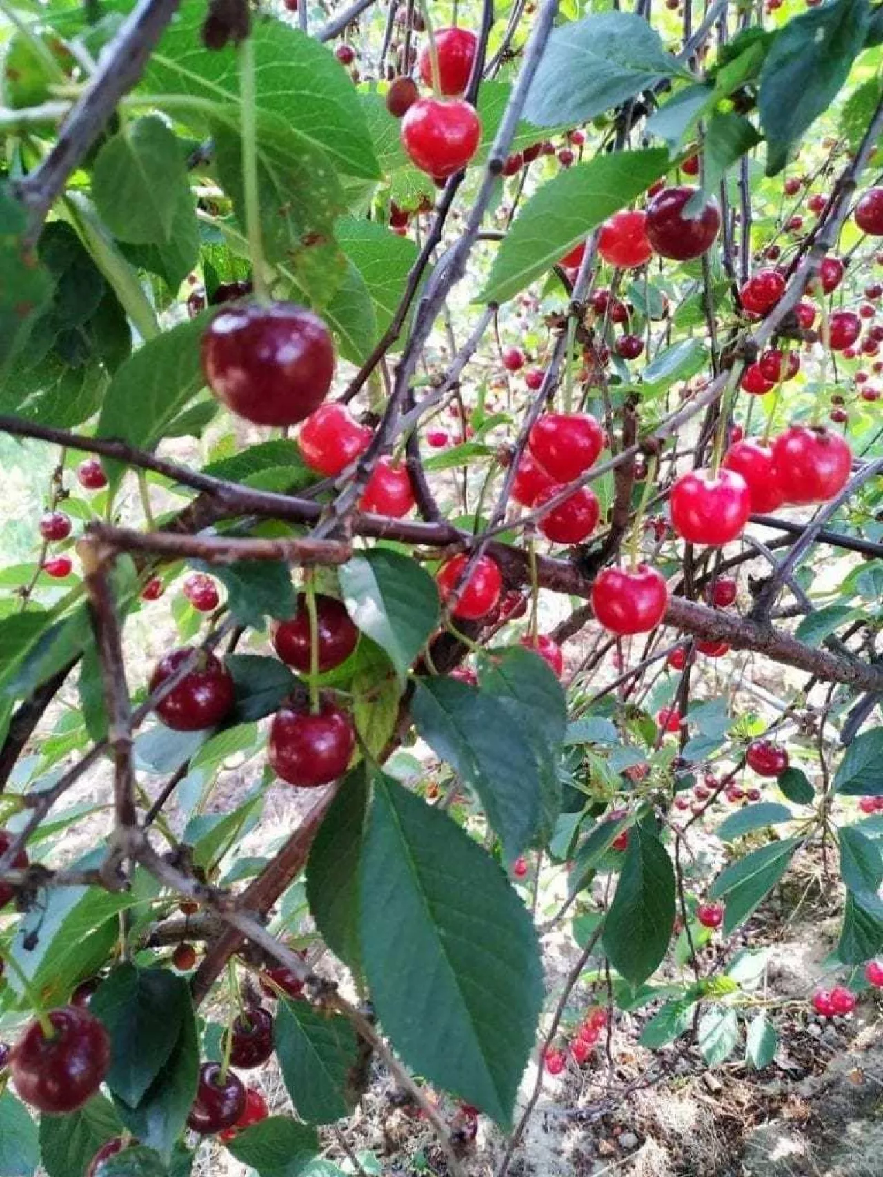 Niedojrzała Łutówka w punktach skupu