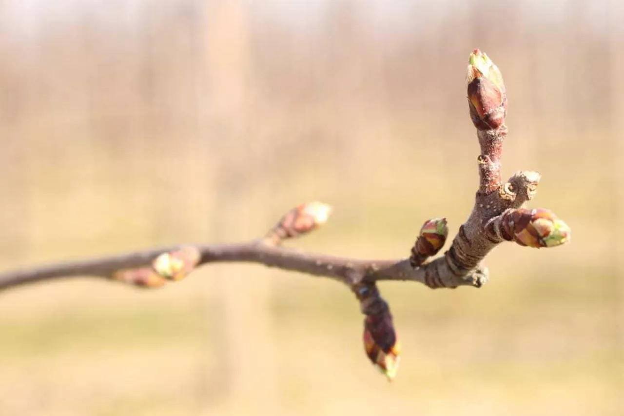 przymrozki 2020 w sadach