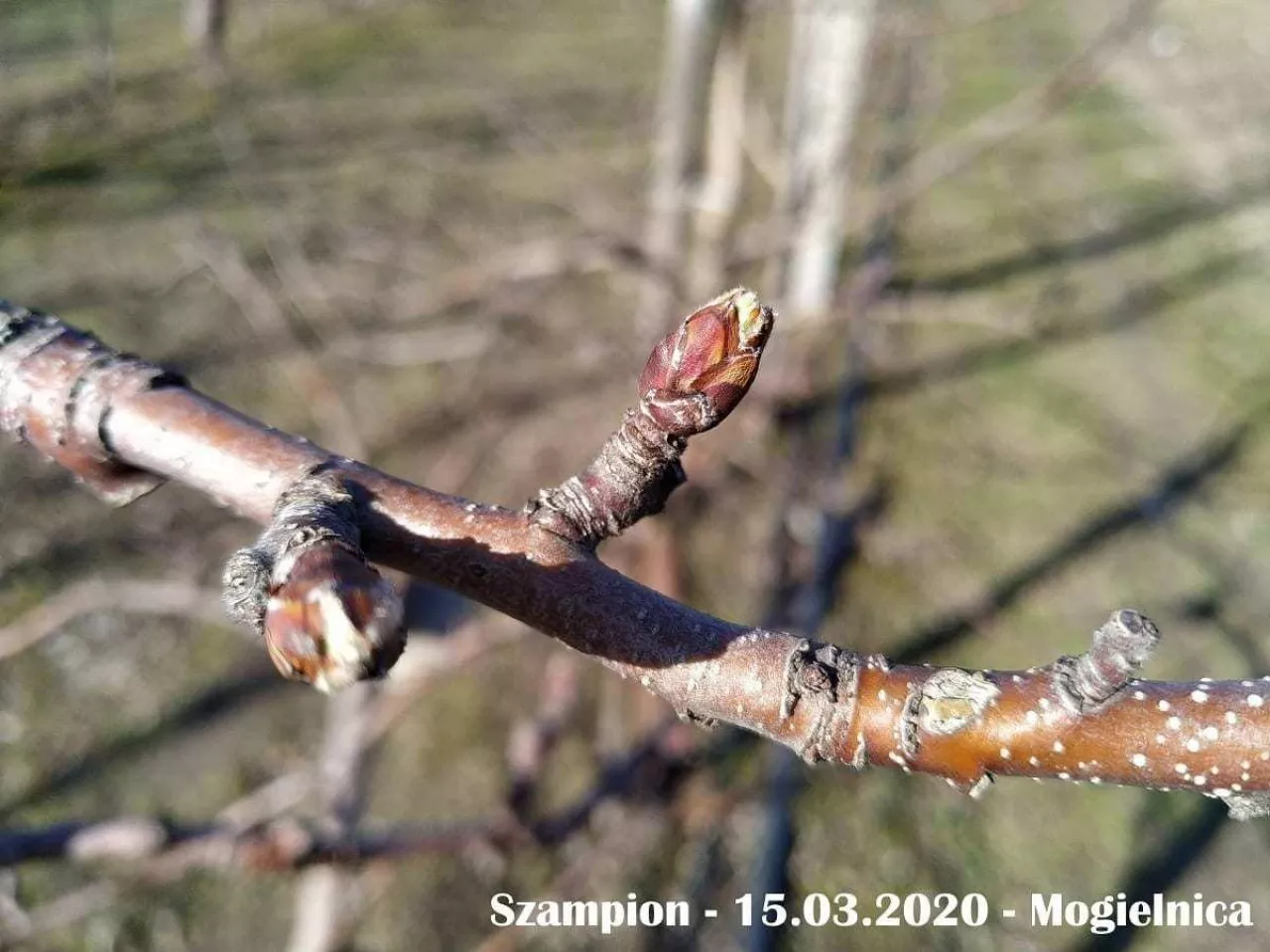 Pękanie pąków - Szampion - 15.03.2020