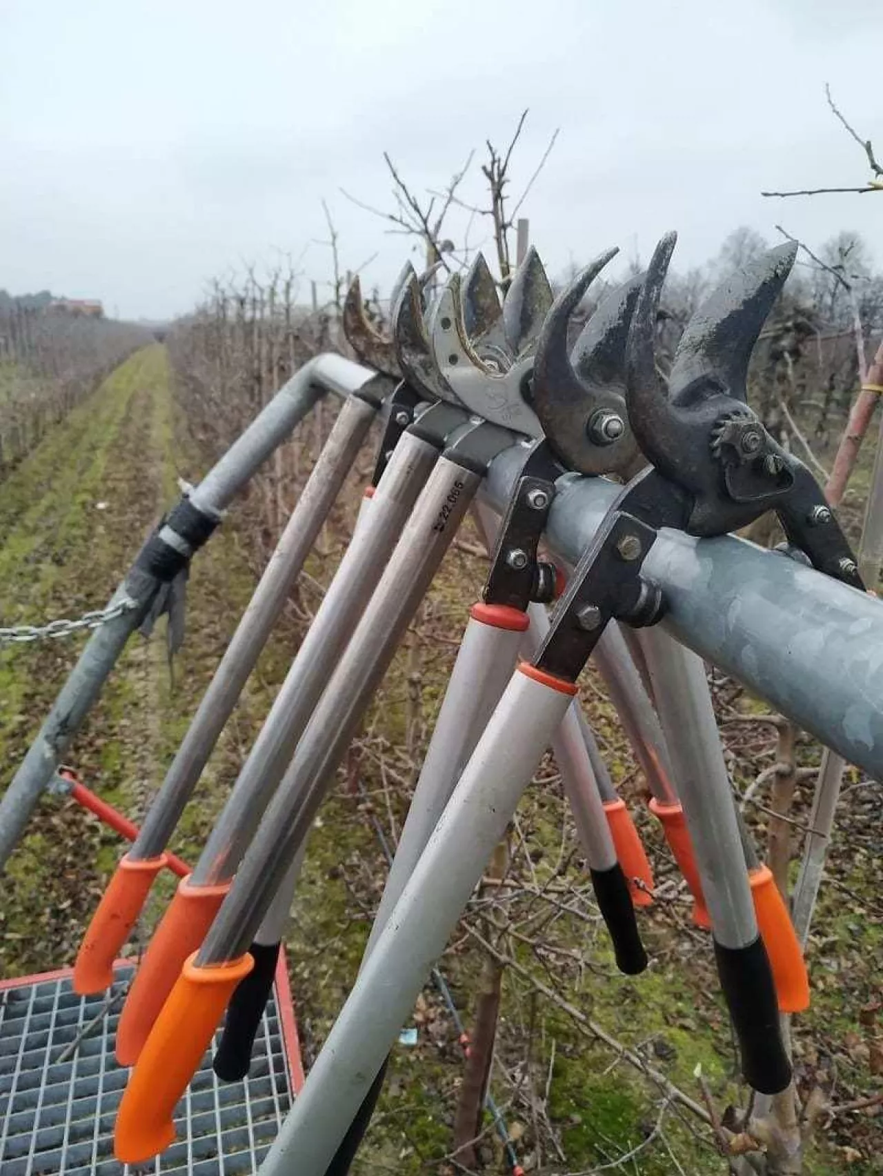 Sad, sekatory - zimowe cięcie drzew owocwych