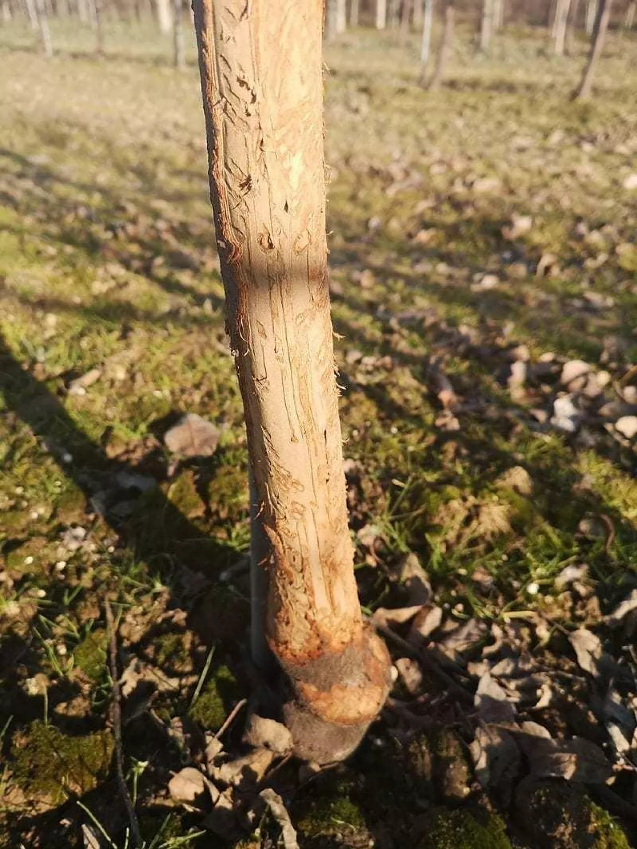 Bezduszne zające w sadzie jabłoniowym 2020