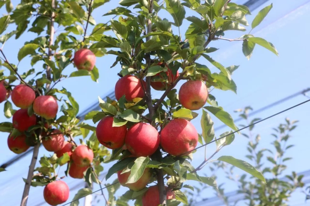 Jabłka odmiana Gala