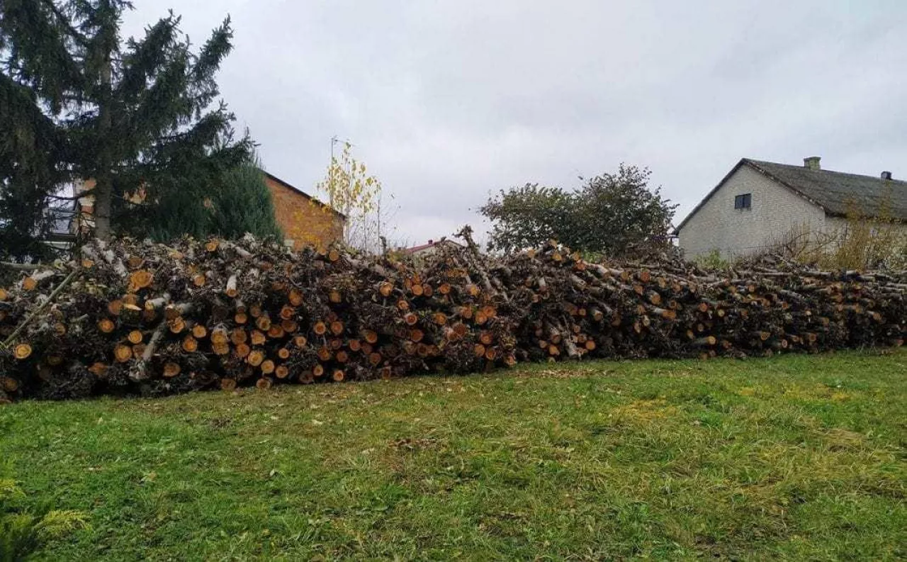 Sprzedam drewno z karczowanego sadu