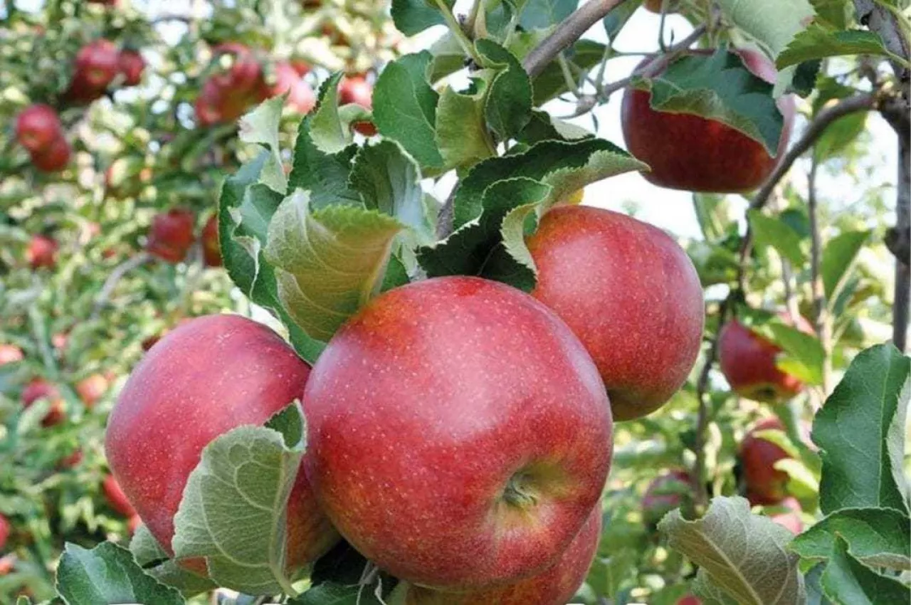 Jabłka w sadze - zbiory 2019